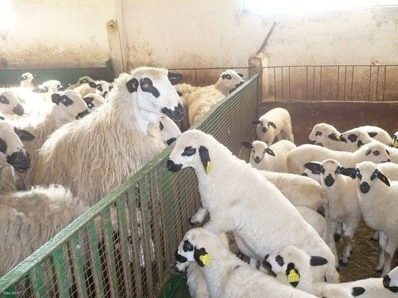 Identifican una mutación que mejora la proteína de leche en la oveja churra