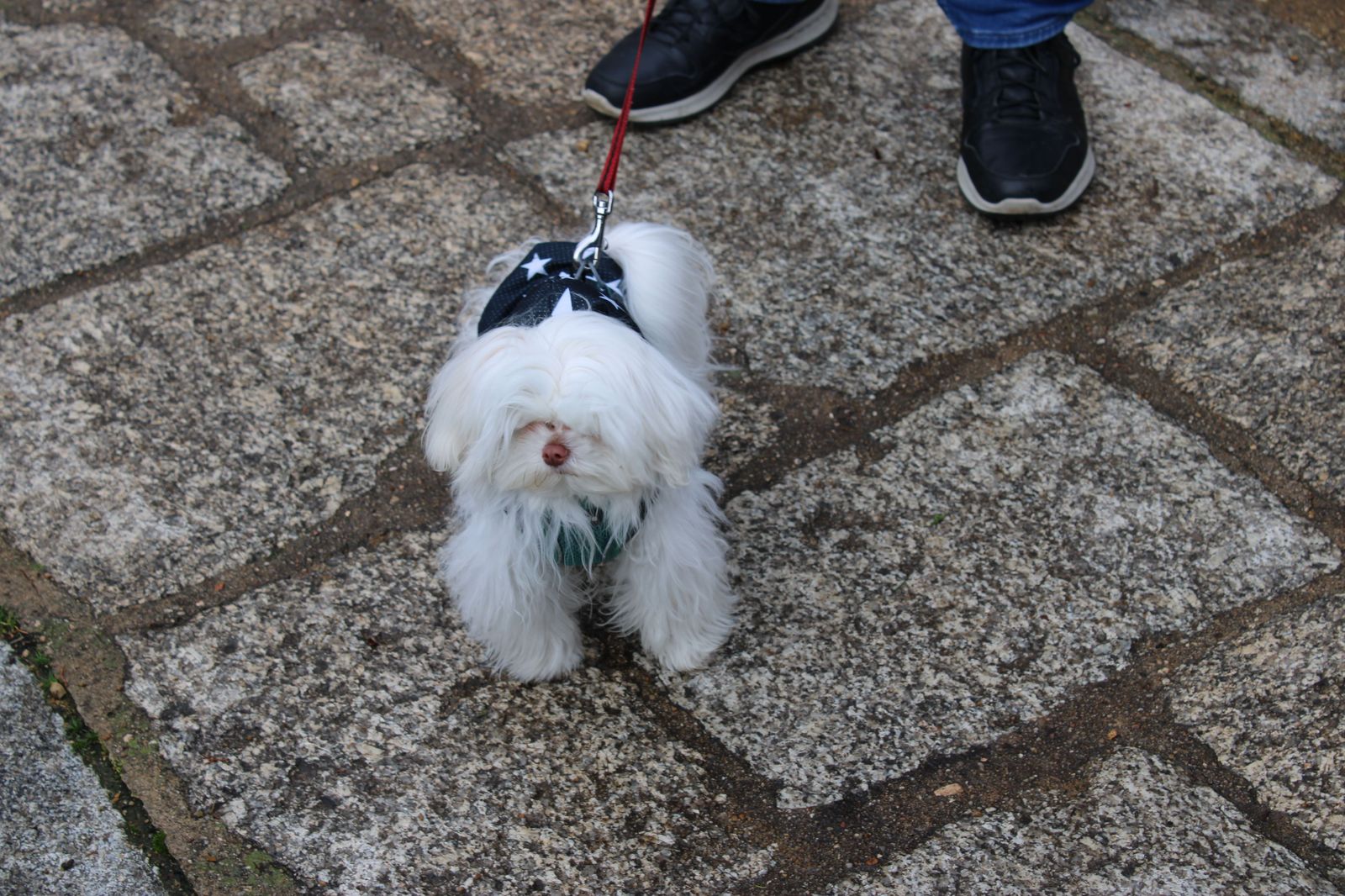 san-anton-bendicion-de-animales-2024-foto-s24h-45