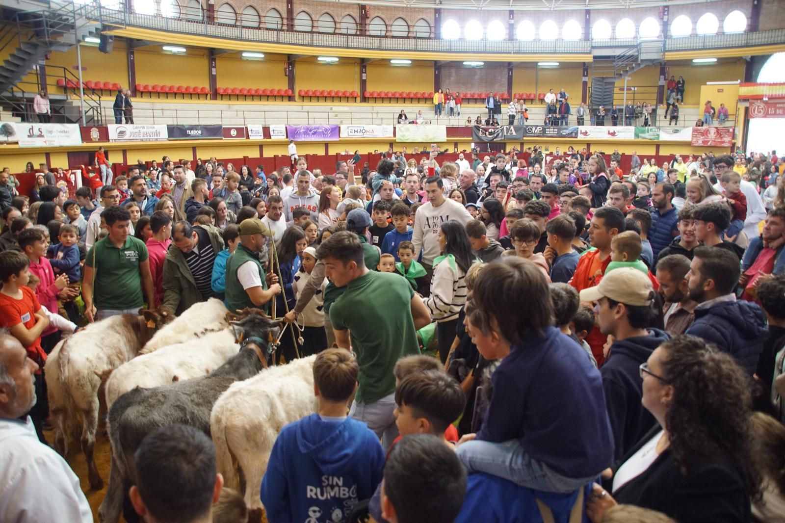 Alba de Tormes celebra un encierro, capea y encierro de minibueyes