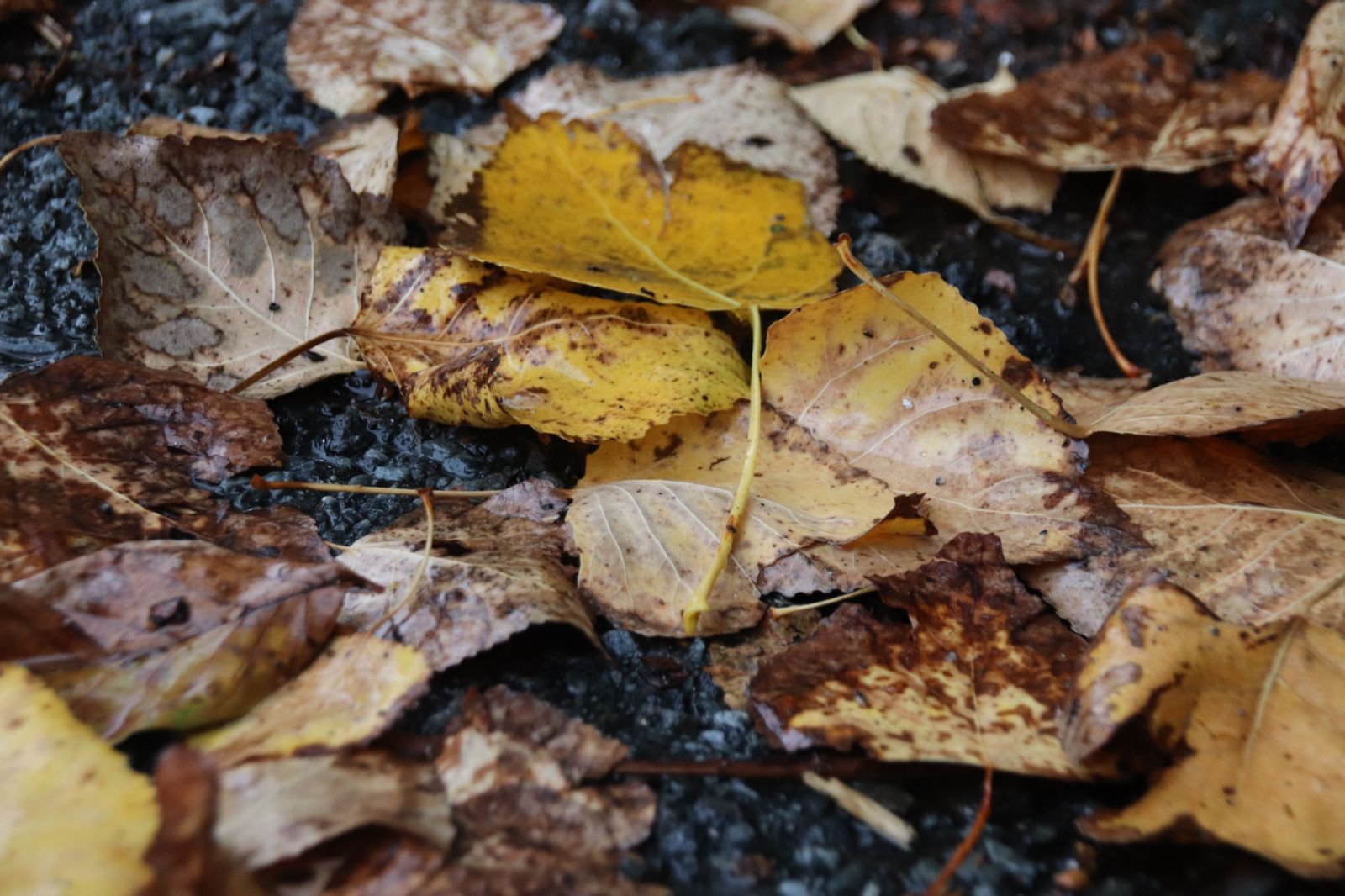 Otoño, hojas y nueces (4)