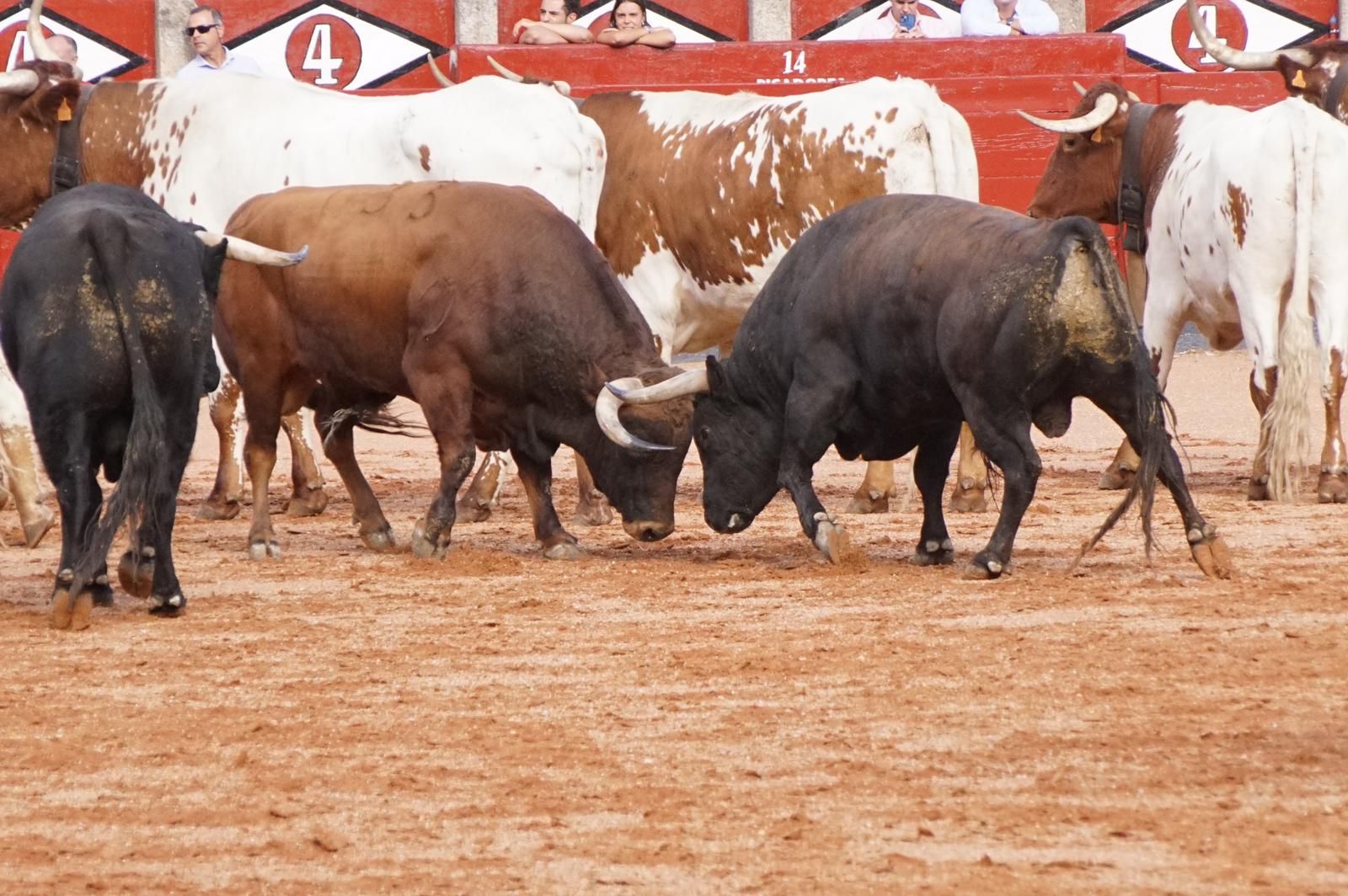 whatsapp-image-2023-09-08-at-19-29-08