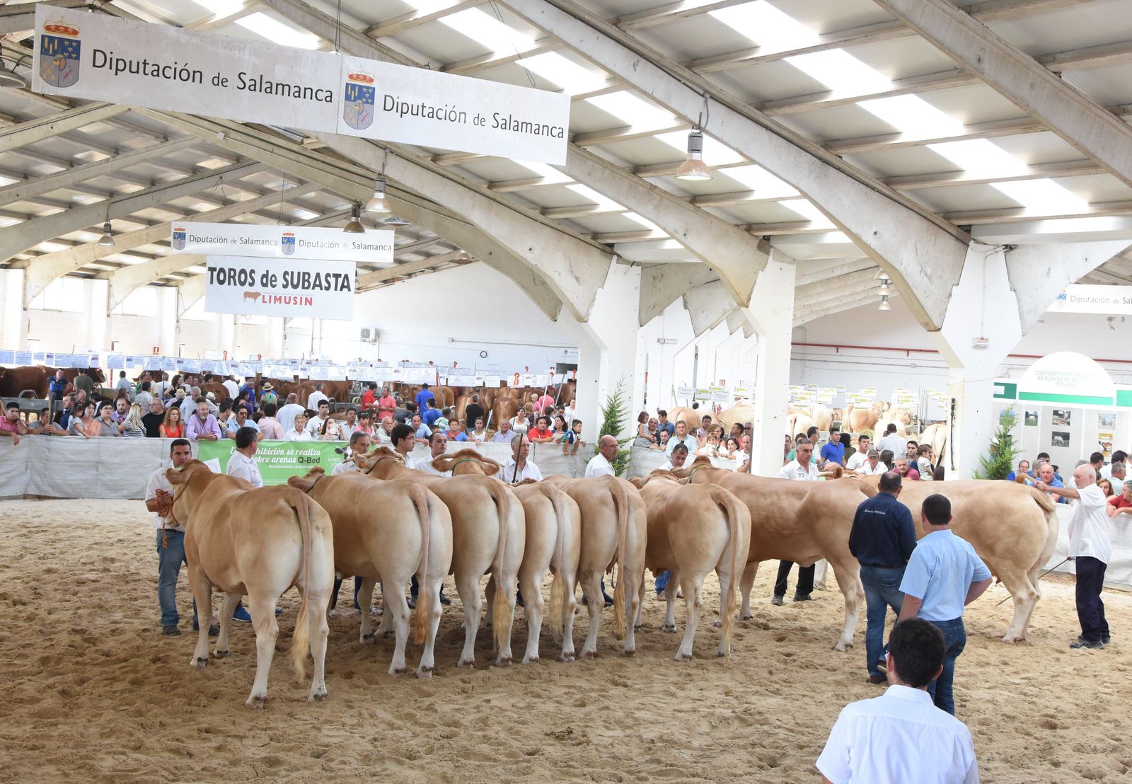 X Concurso Nacional de Raza Blonda de Aquitania Sección Hembras