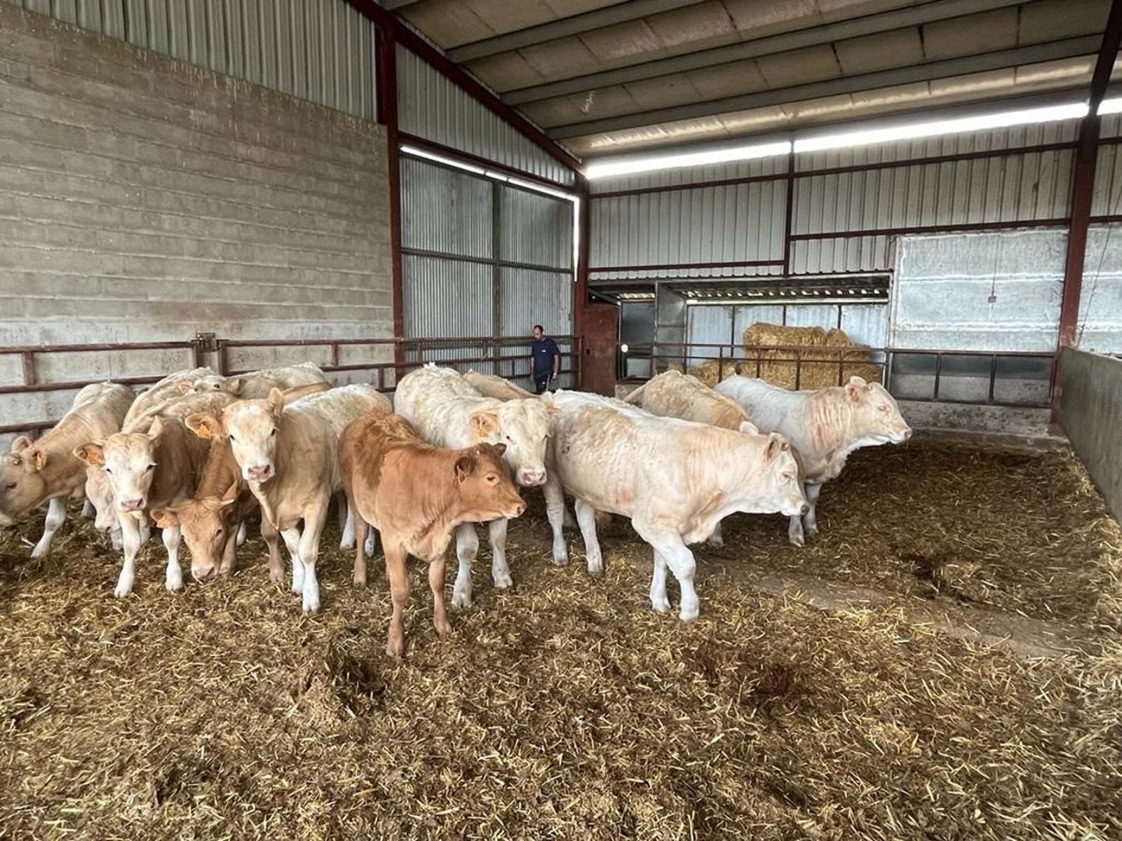 Nave, cebadero, vacas