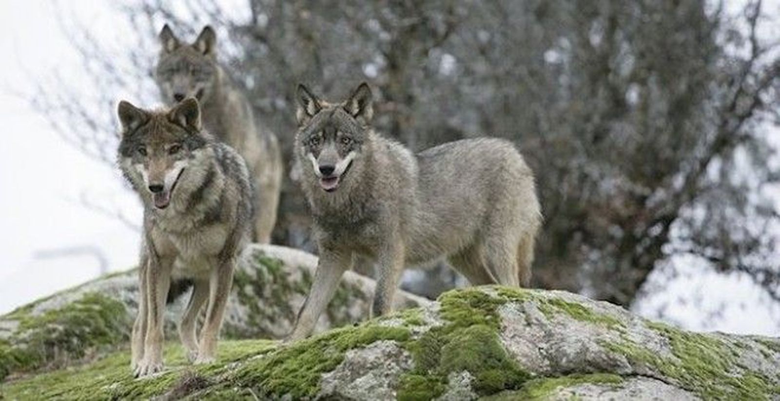 Lobos