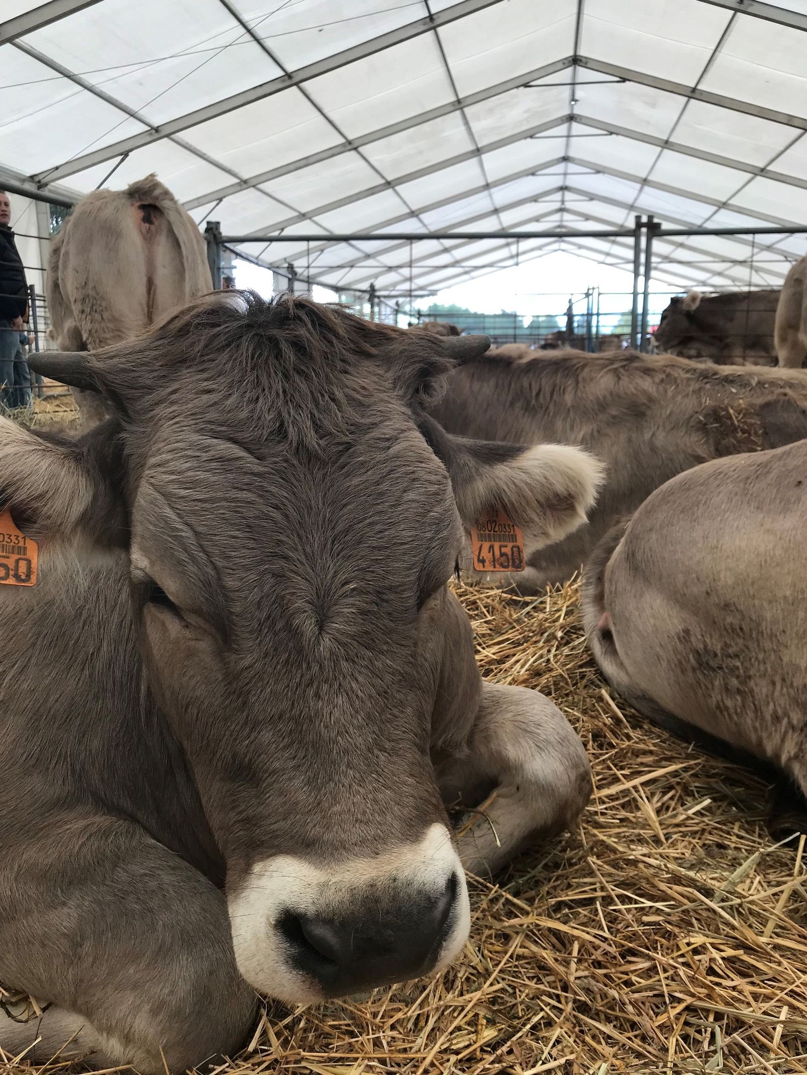 Vaca, ganado, feria, vacuno