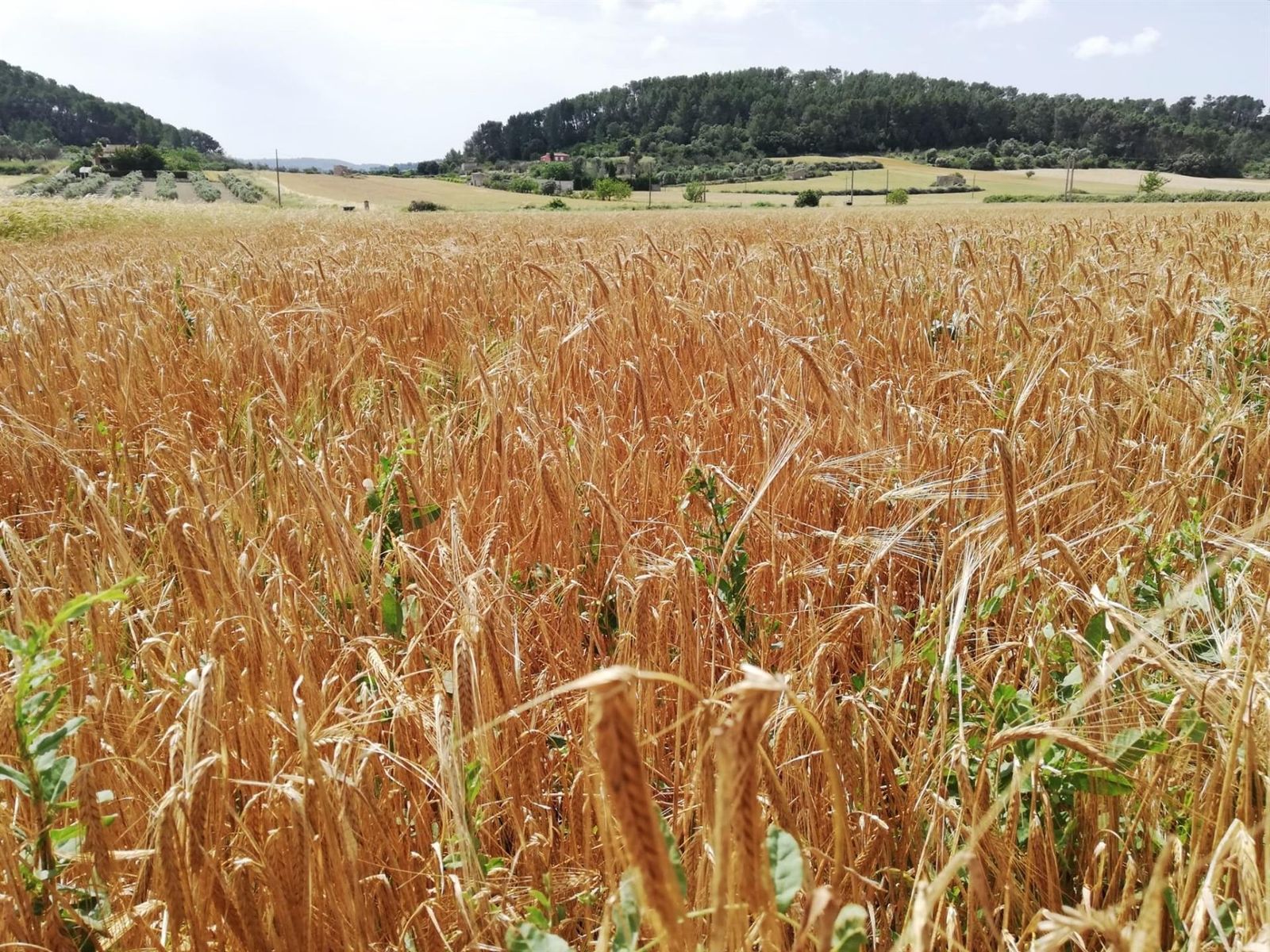 Campos de cultivo Campos de cultivo