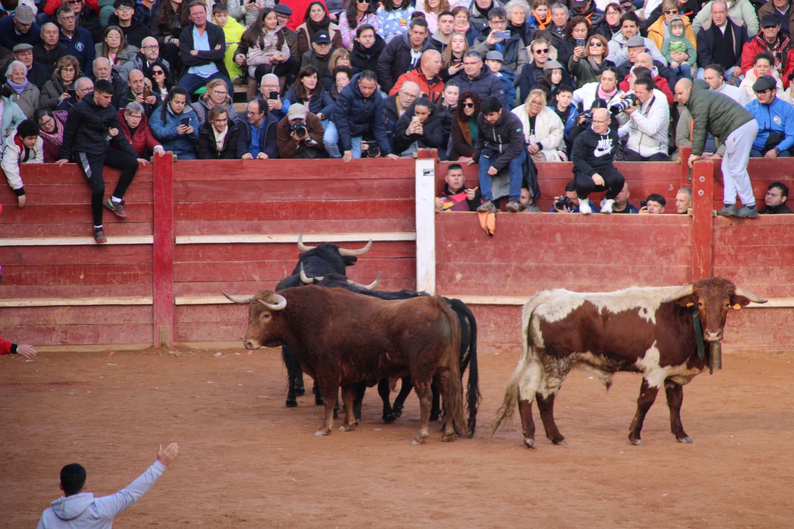 Encierro de martes en el Carnaval del Toro de Ciudad Rodrigo 2026