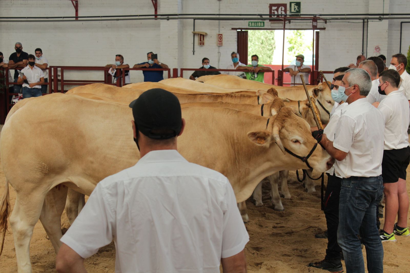 blonde-de-aquitania-5