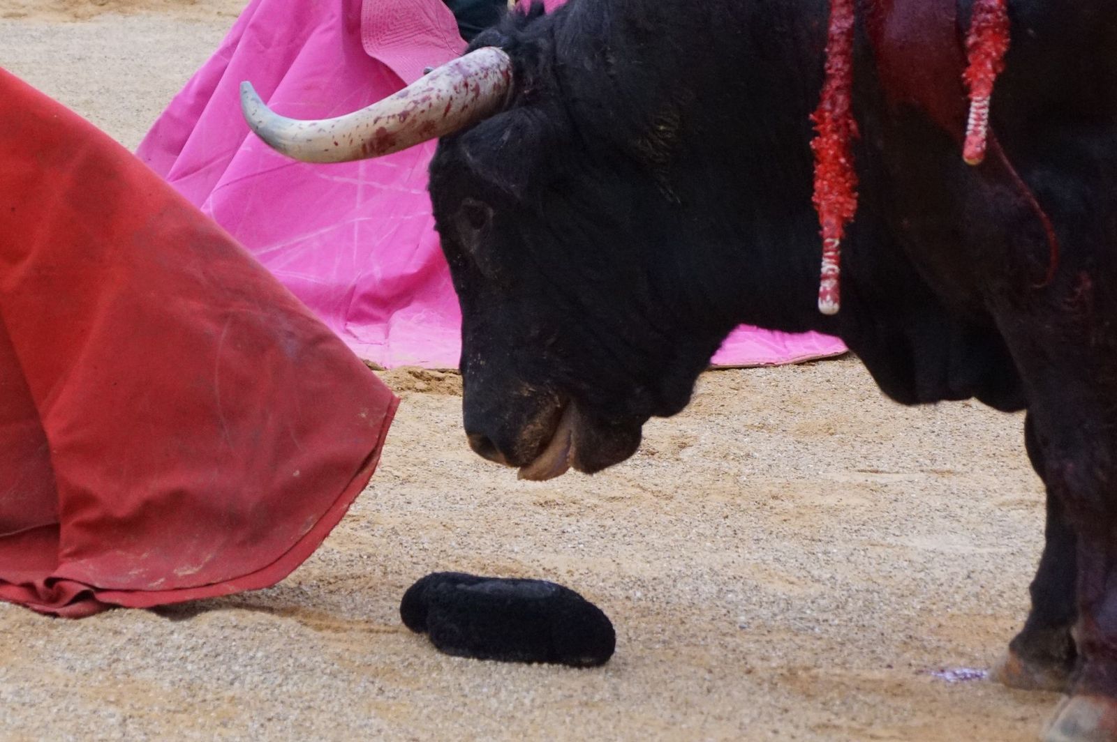 Javier Castaño se despide de Guijuelo y Damián Castaño, su hermano, e Ismael Martín salen a hombros en Guijuelo