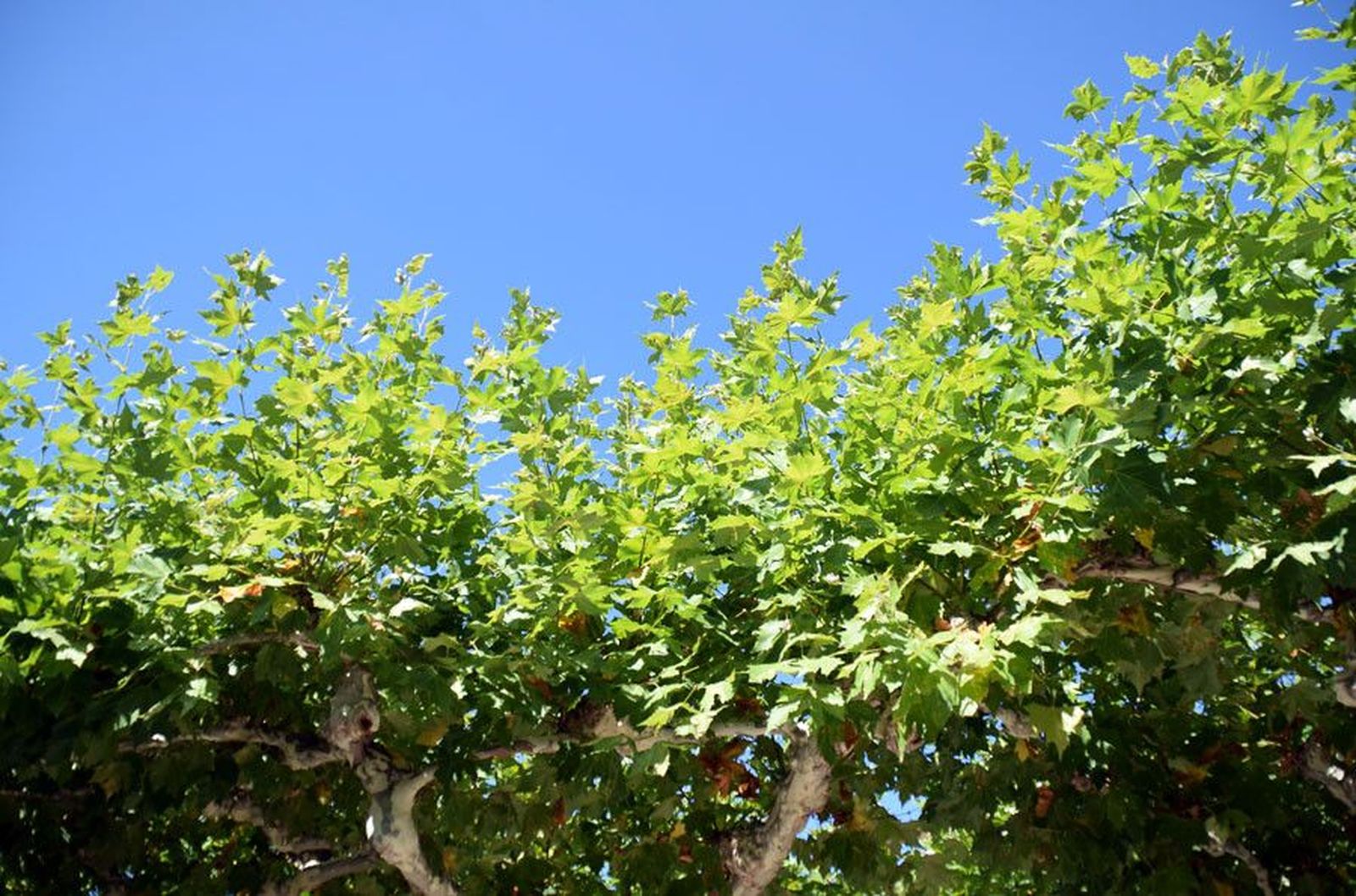 Árboles Árboles