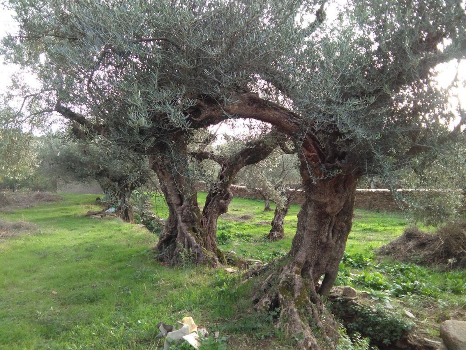 Olivos en Las Arribes