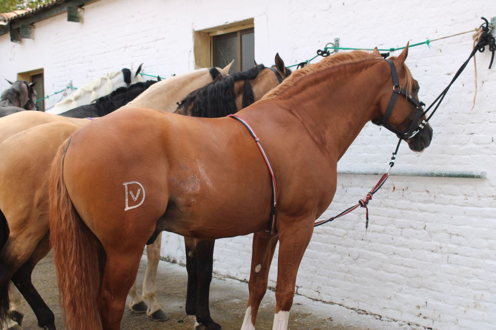 Un encierro de grata presentación de Sánchez y Sánchez para corrida de rejones de la feria