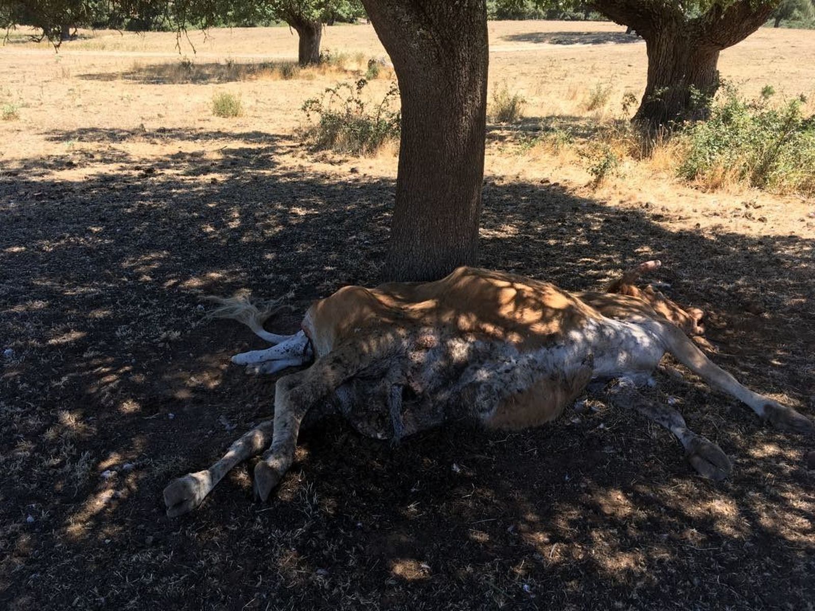 Los buitres matan a una vaca y un becerro en Villares de Yeltes
