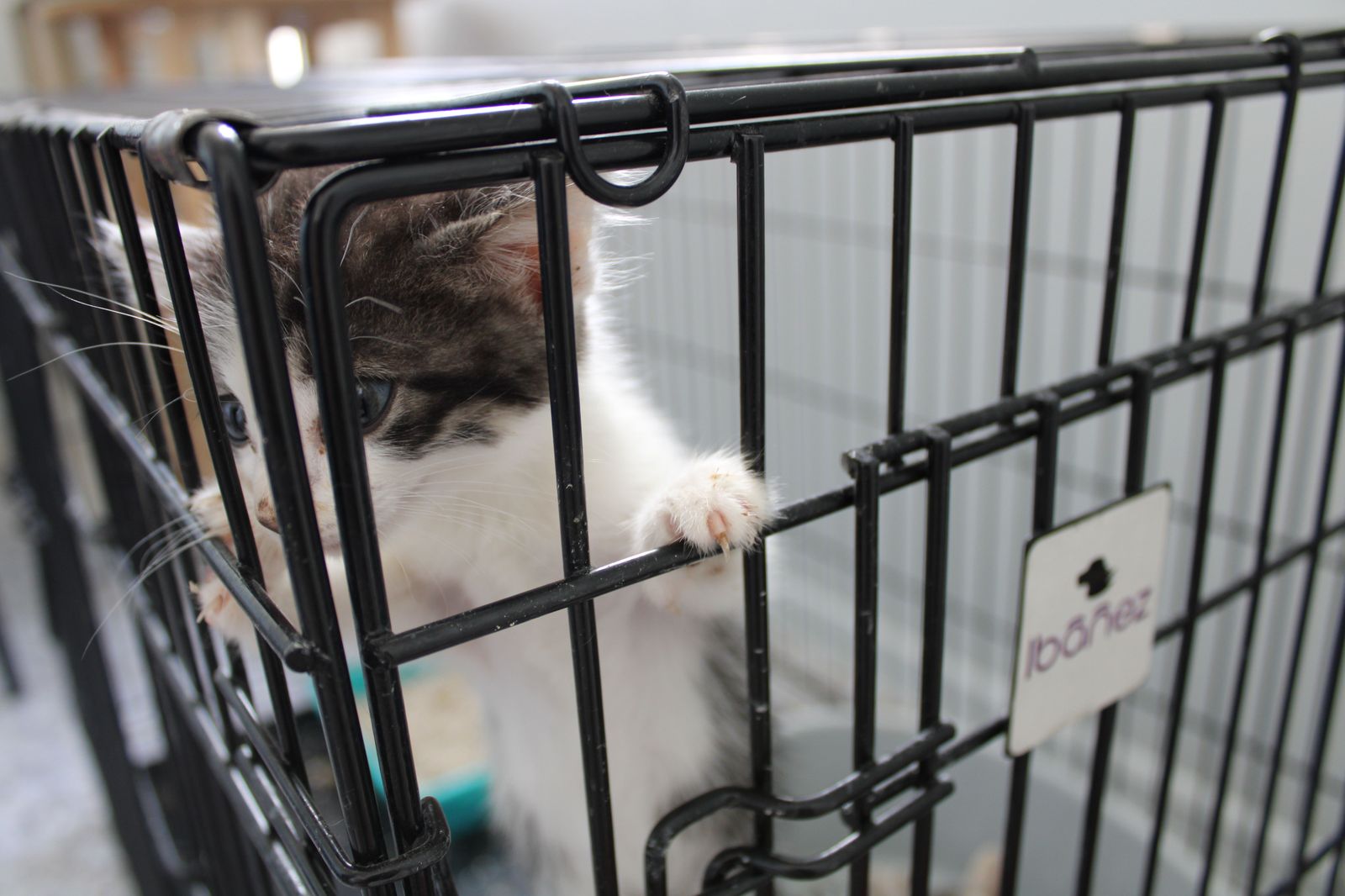 refugio-de-animales-del-ayuntamiento-de-salamanca-26