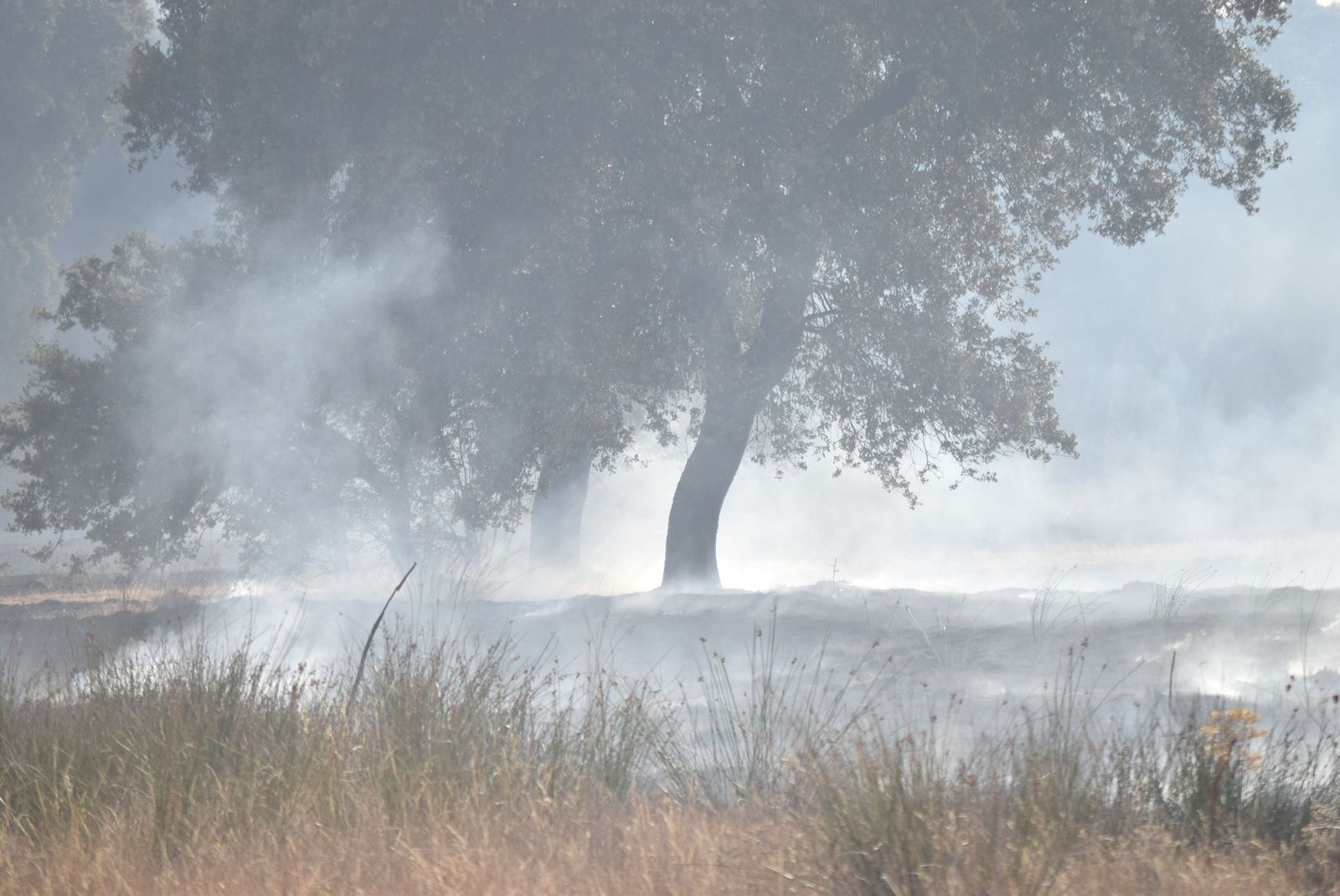 Las llamas avanzan imparables en el incendio de Losacio Foto David Barrueco  (15)