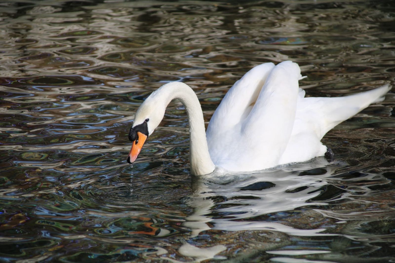 Patos y cisnes vuelven al estanque de La Alamedilla