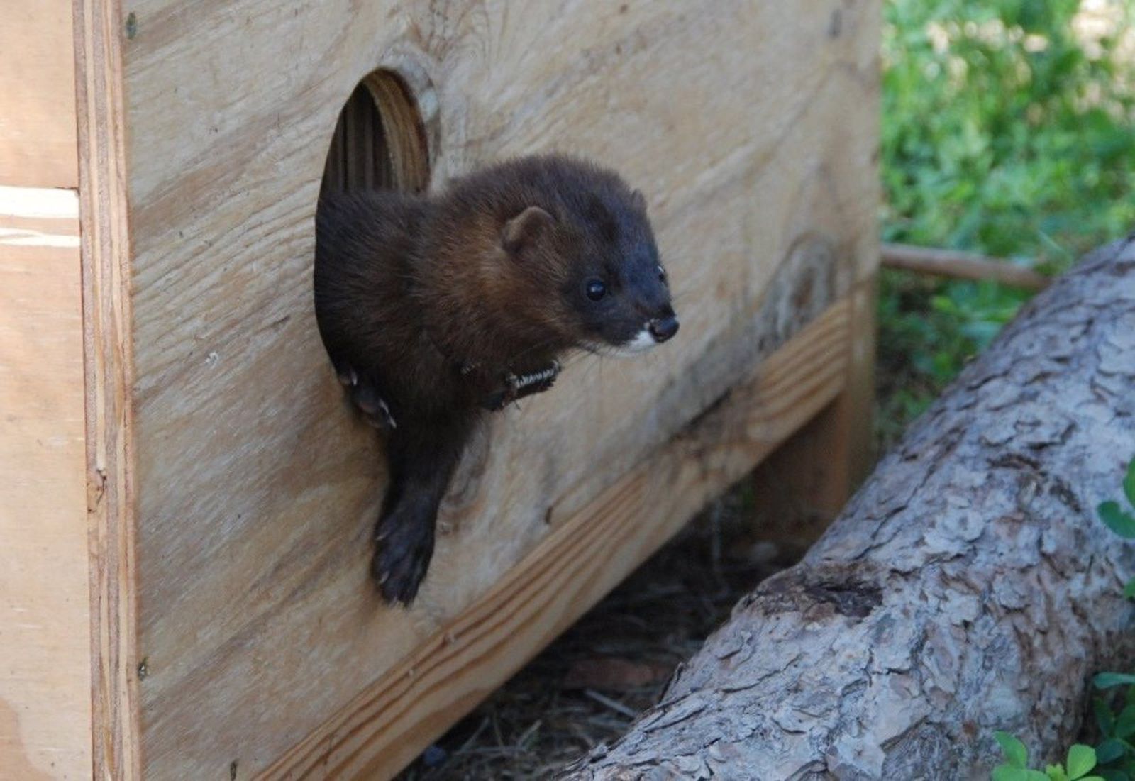 Nacen las primeras crías de visón europeo de este año, una especie en peligro de extinción