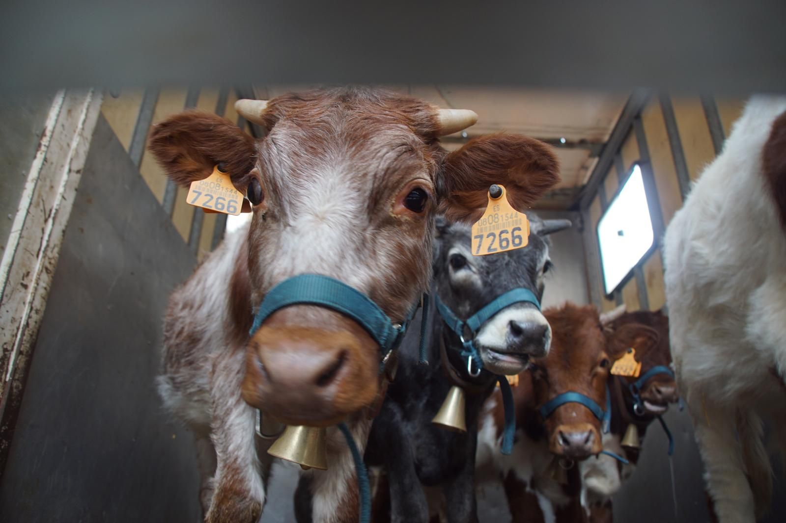 Alba de Tormes celebra un encierro, capea y encierro de minibueyes