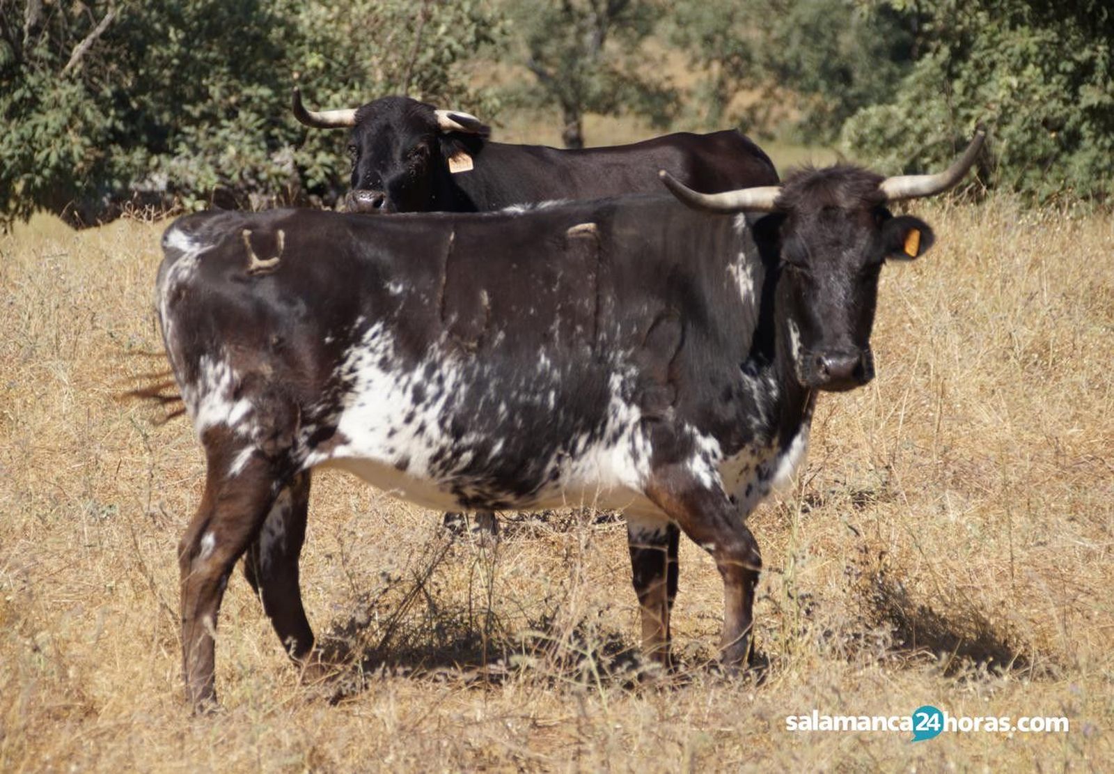 Ganadería El Sierro (62)