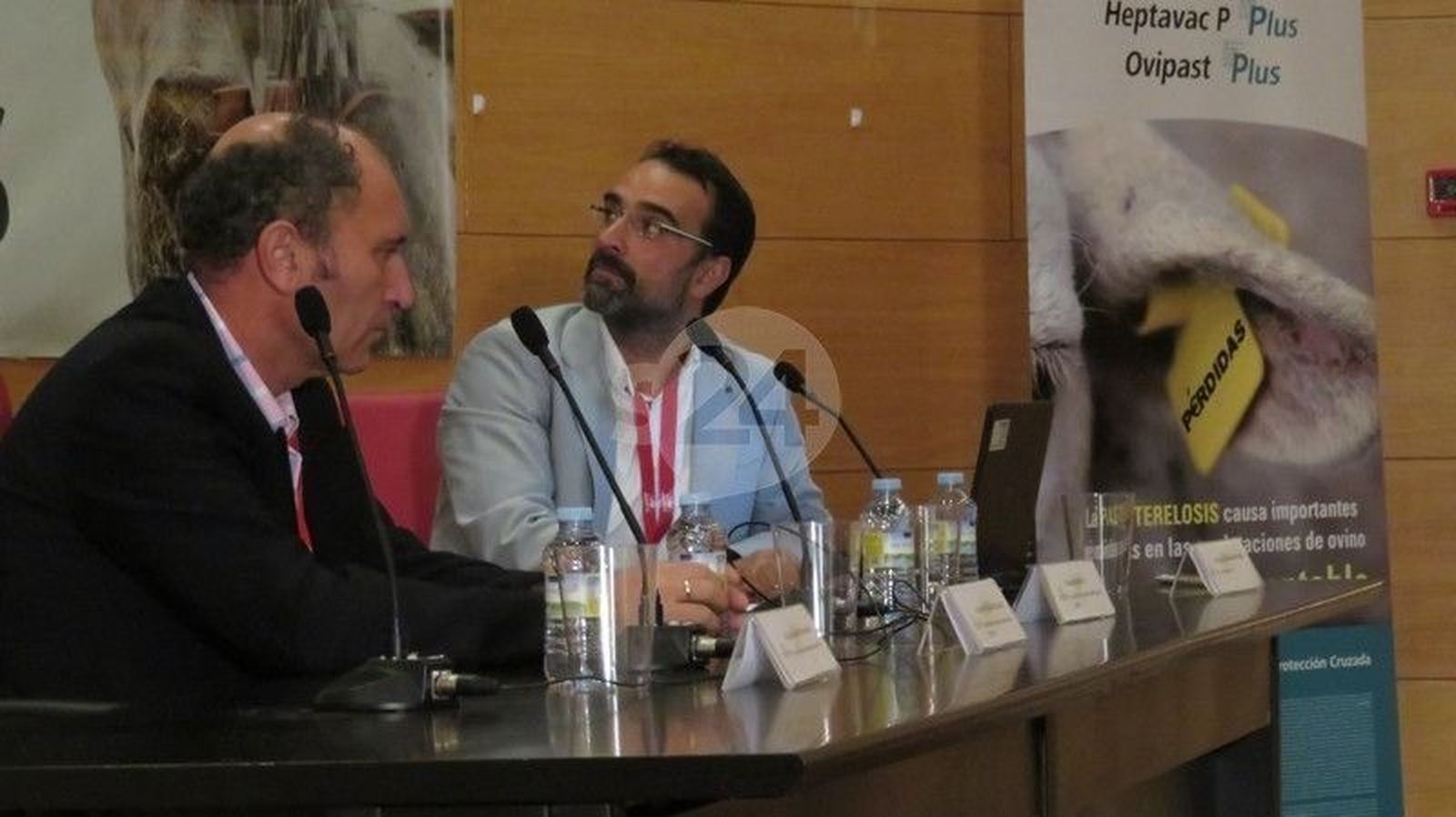 Si no fuera por la exportación los precios del ovino habrían caído todavía más