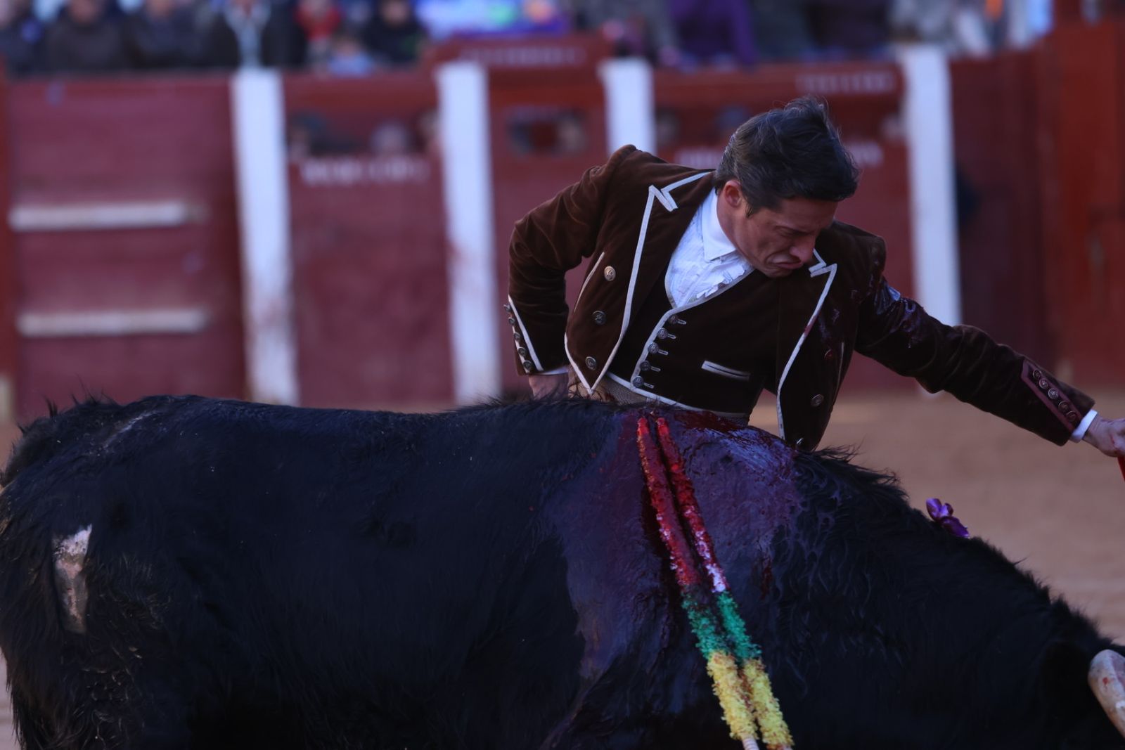 Festival taurino del Sábado en el Carnaval del Toro 2026 de Ciudad Rodrigo