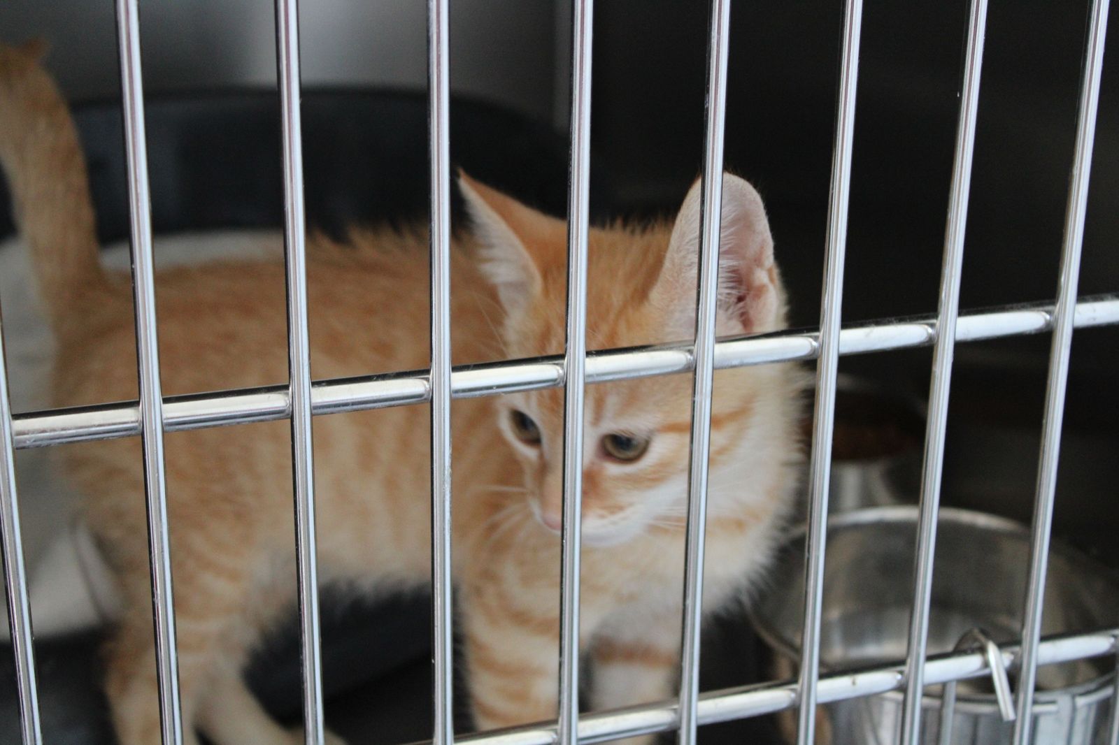 refugio-de-animales-del-ayuntamiento-de-salamanca-28