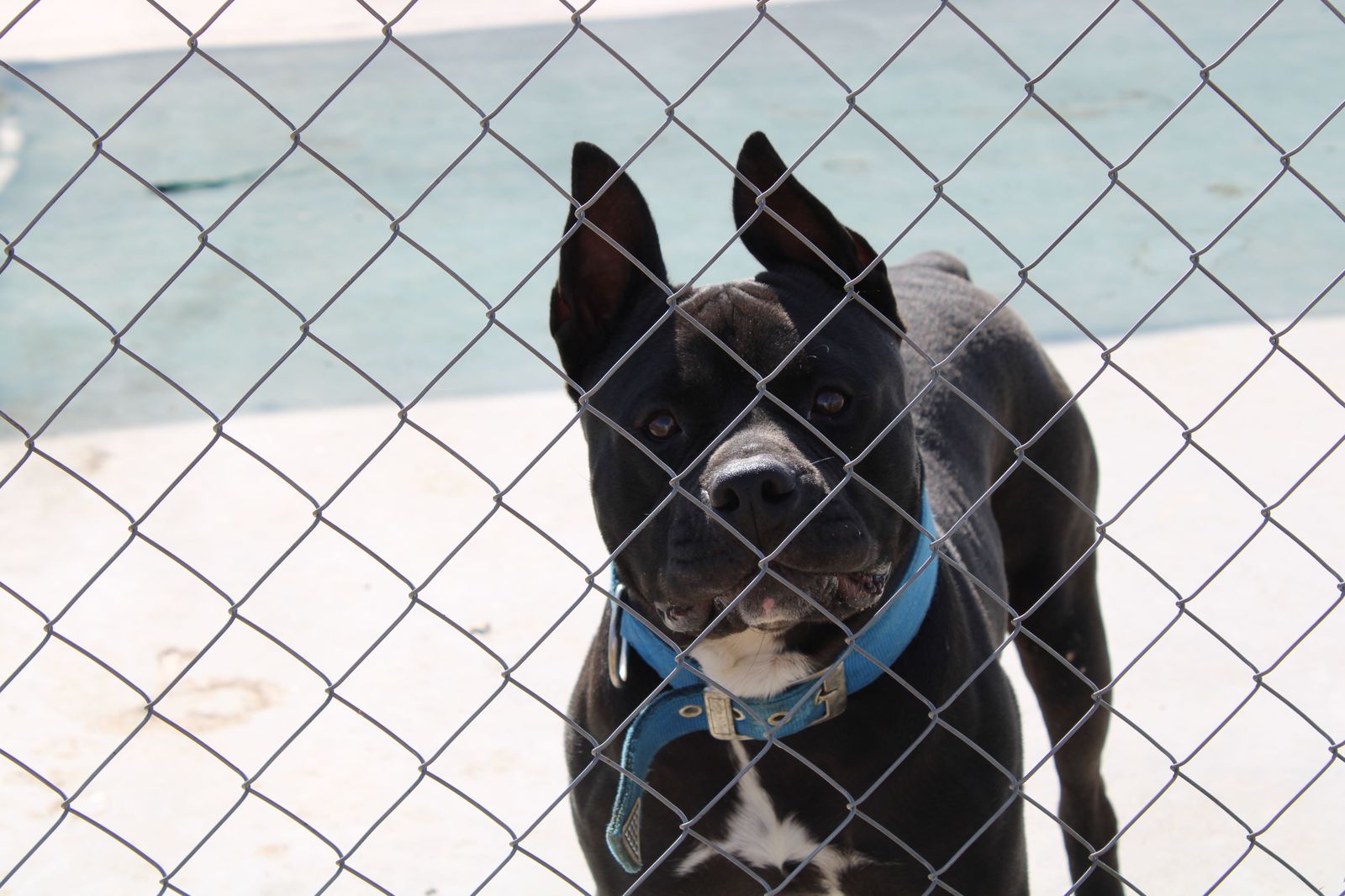 Refugio de animales del Ayuntamiento de Salamanca (37)