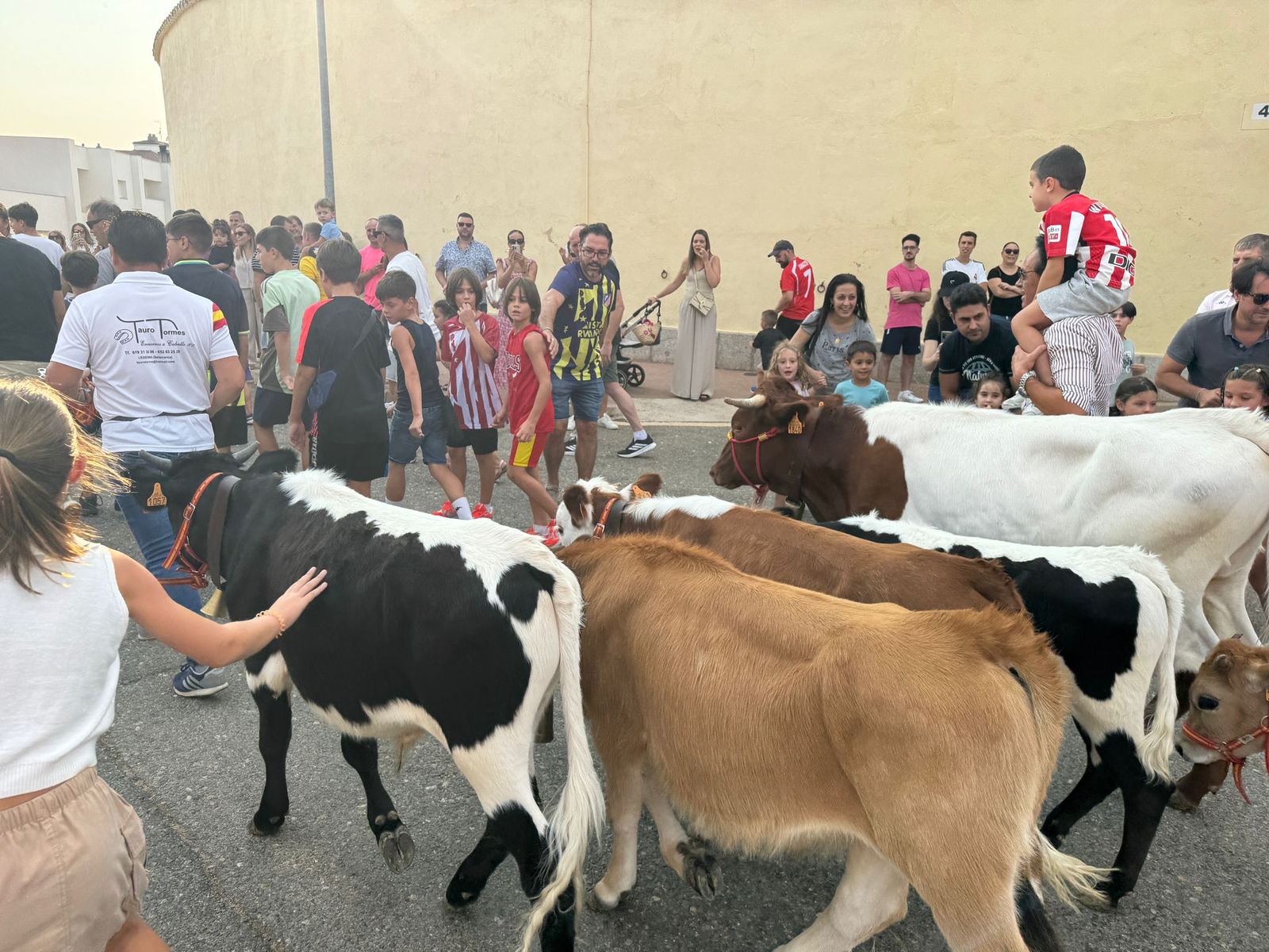 Encierro infantil de Mini Bueyes en Guijuelo durante sus fiestas 2025