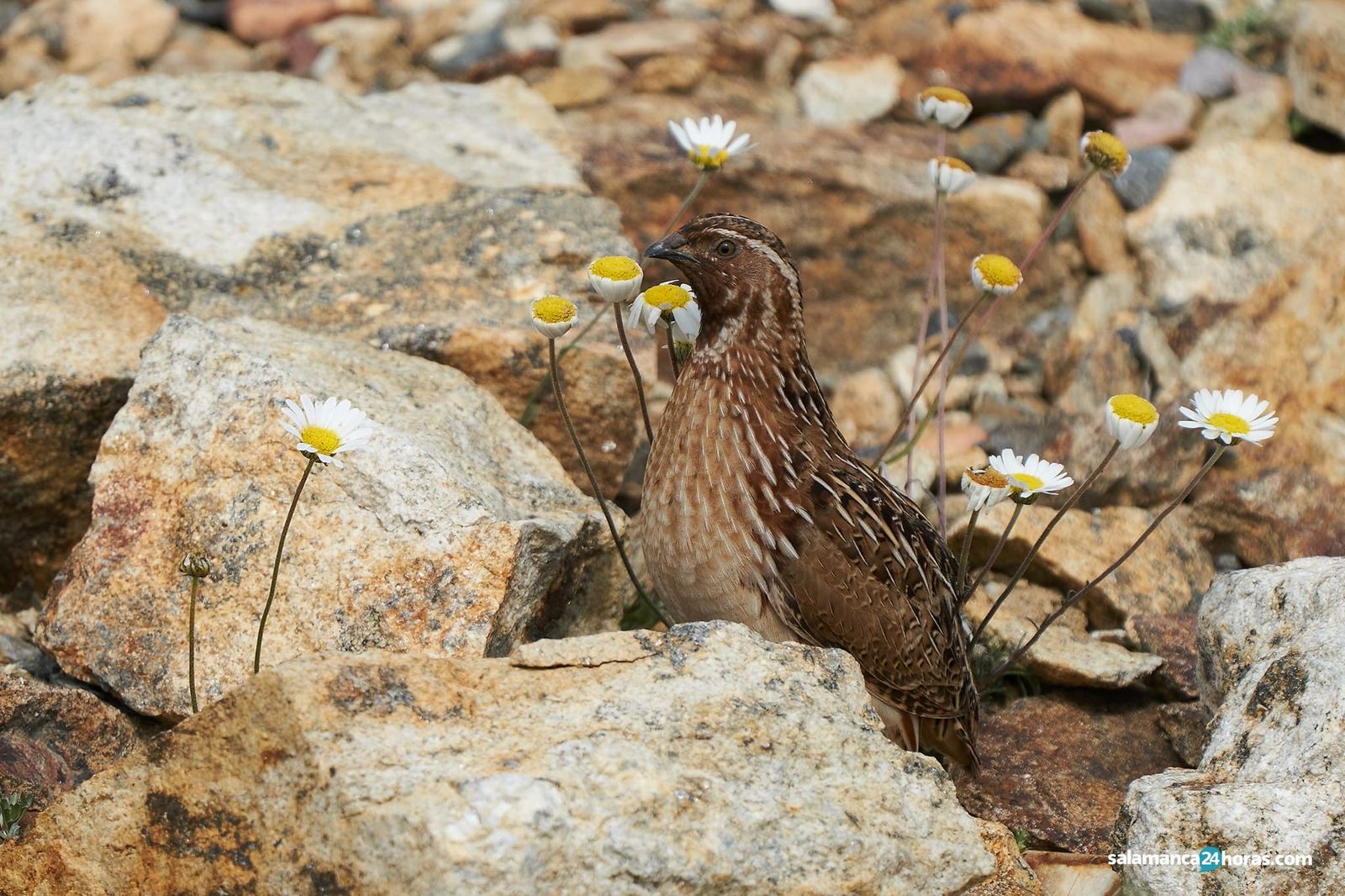 Codorniz. Foto de archivo EP
