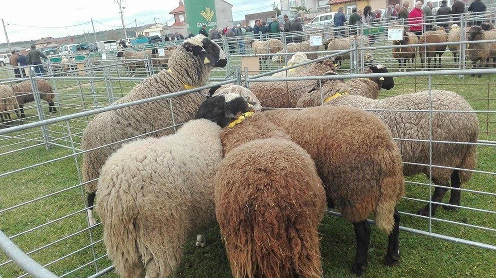 Feria de San Miguel de Carbajales de Alba