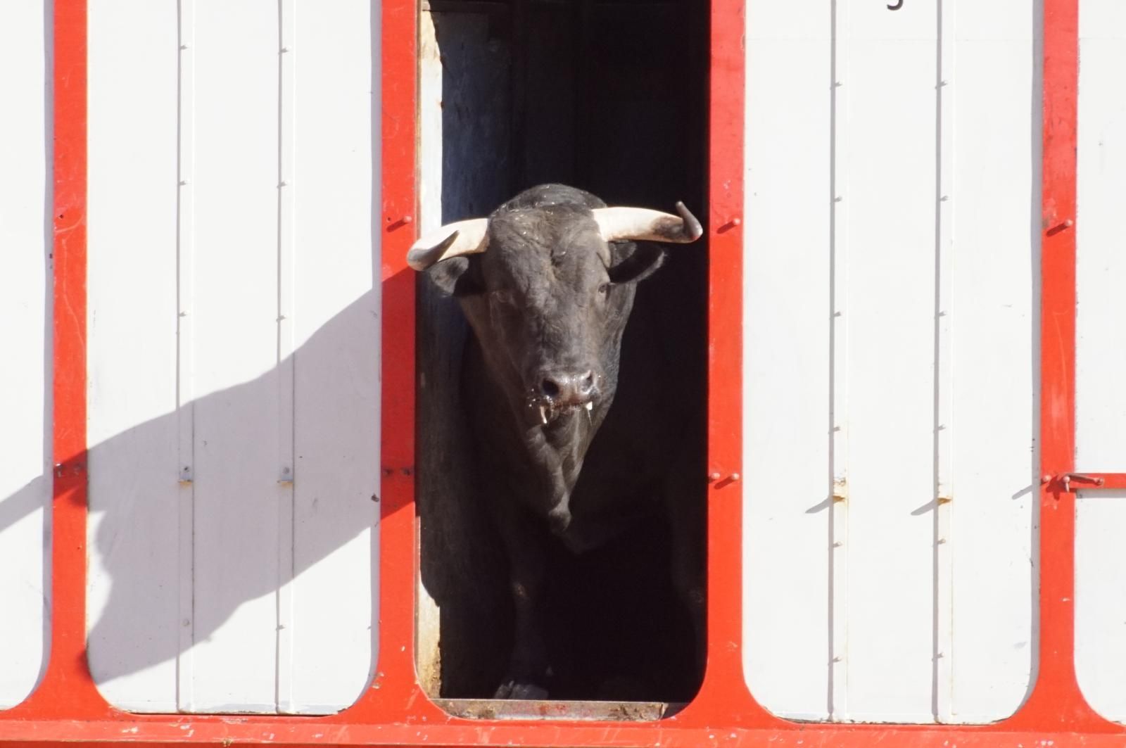 Tradicional Desenjaule en la Plaza de Toros La Glorieta