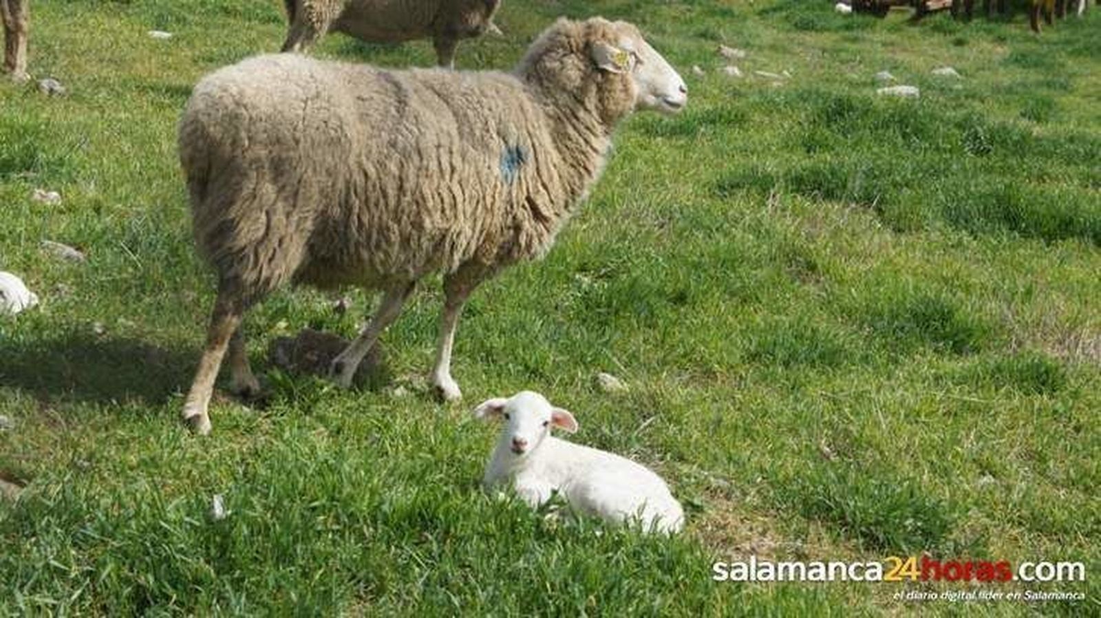 Corderos y lechazos pierden 10 céntimos por kilo en la Lonja de Salamanca