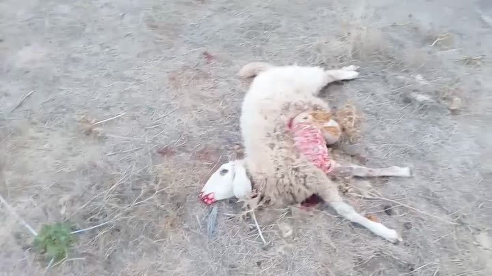 Ovejasmuertas