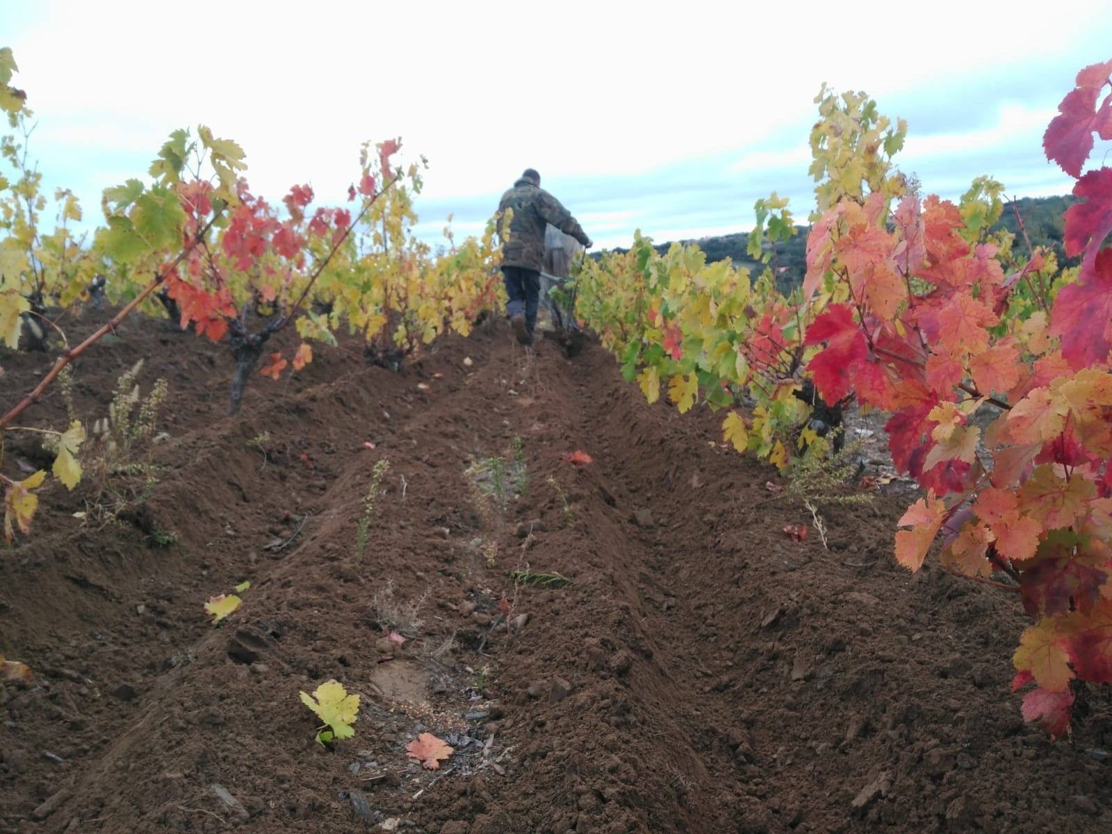 Un agricultor trabaja en sus viñedos-Archivo