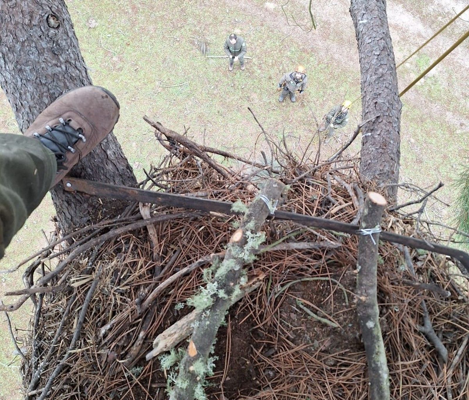 nido-de-cigueena-negra-5