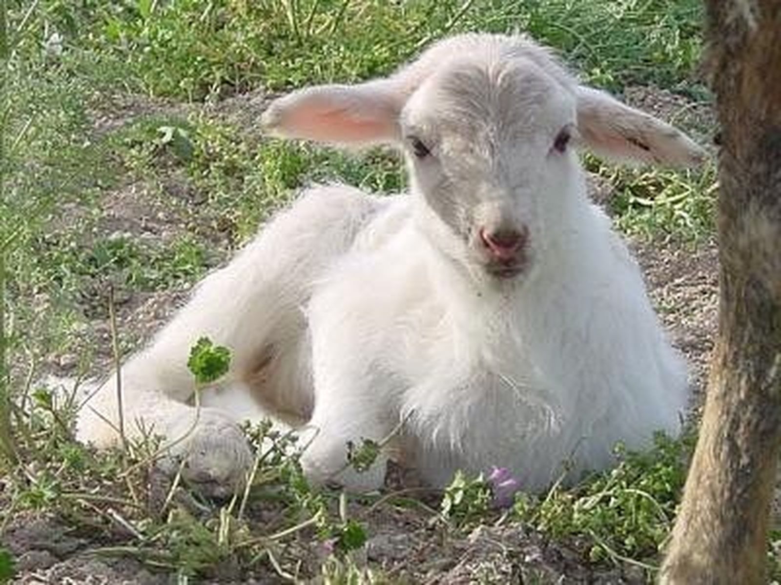 Interovic solicita la aplicación efectiva de la legislación para la identificación del origen de la carne de cordero