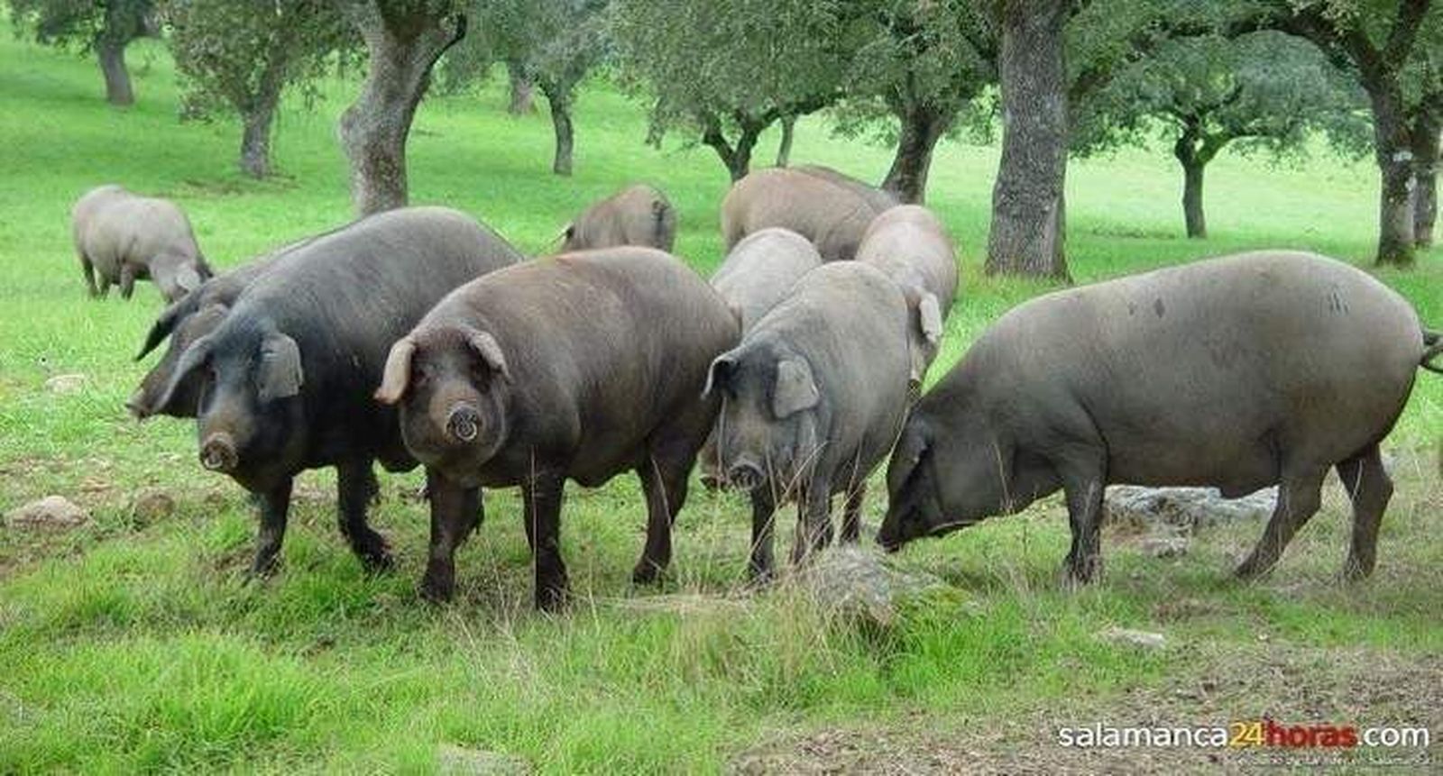 Los expertos proponen en Salamanca alternativas para lograr el sello animal friendly para la producción del cerdo ibérico