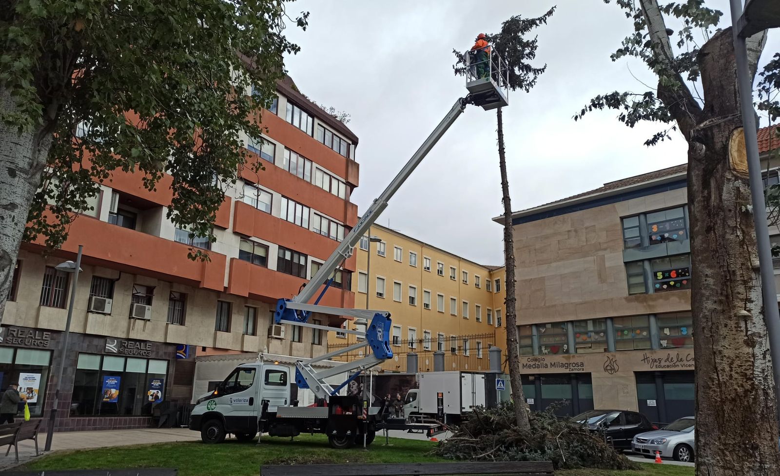 Operarios municipales cortan las ramas de un árbol ubicado en la plaza del Cuartel Viejo Operarios municipales cortan las ramas de un árbol ubicado en la plaza del Cuartel Viejo