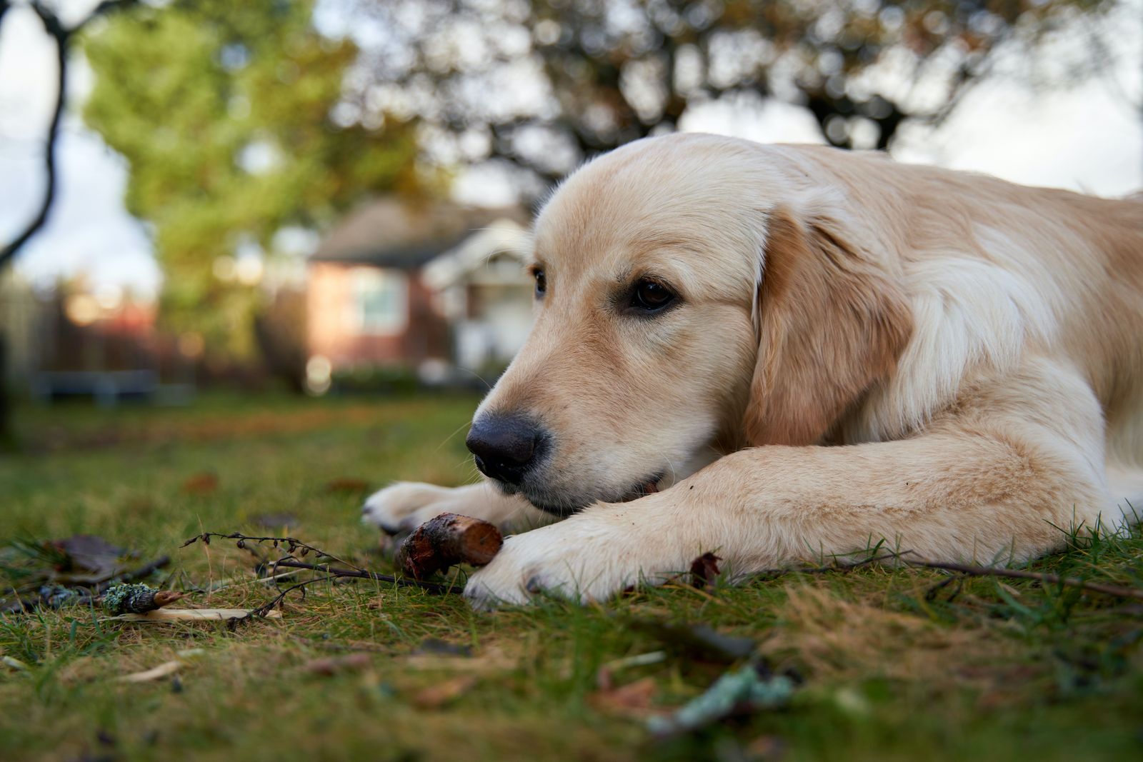 Benavente recupera el concurso canino tras la suspensión en las ferias de septiembre