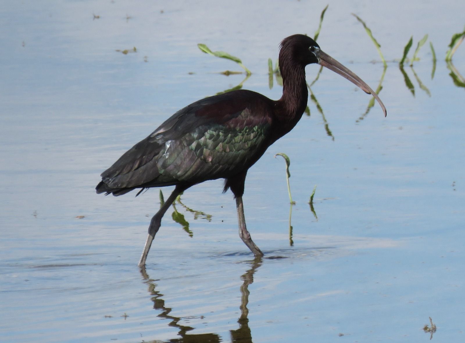 Ejemplar de morito, un ave que habita en las lagunas de Castilla y León