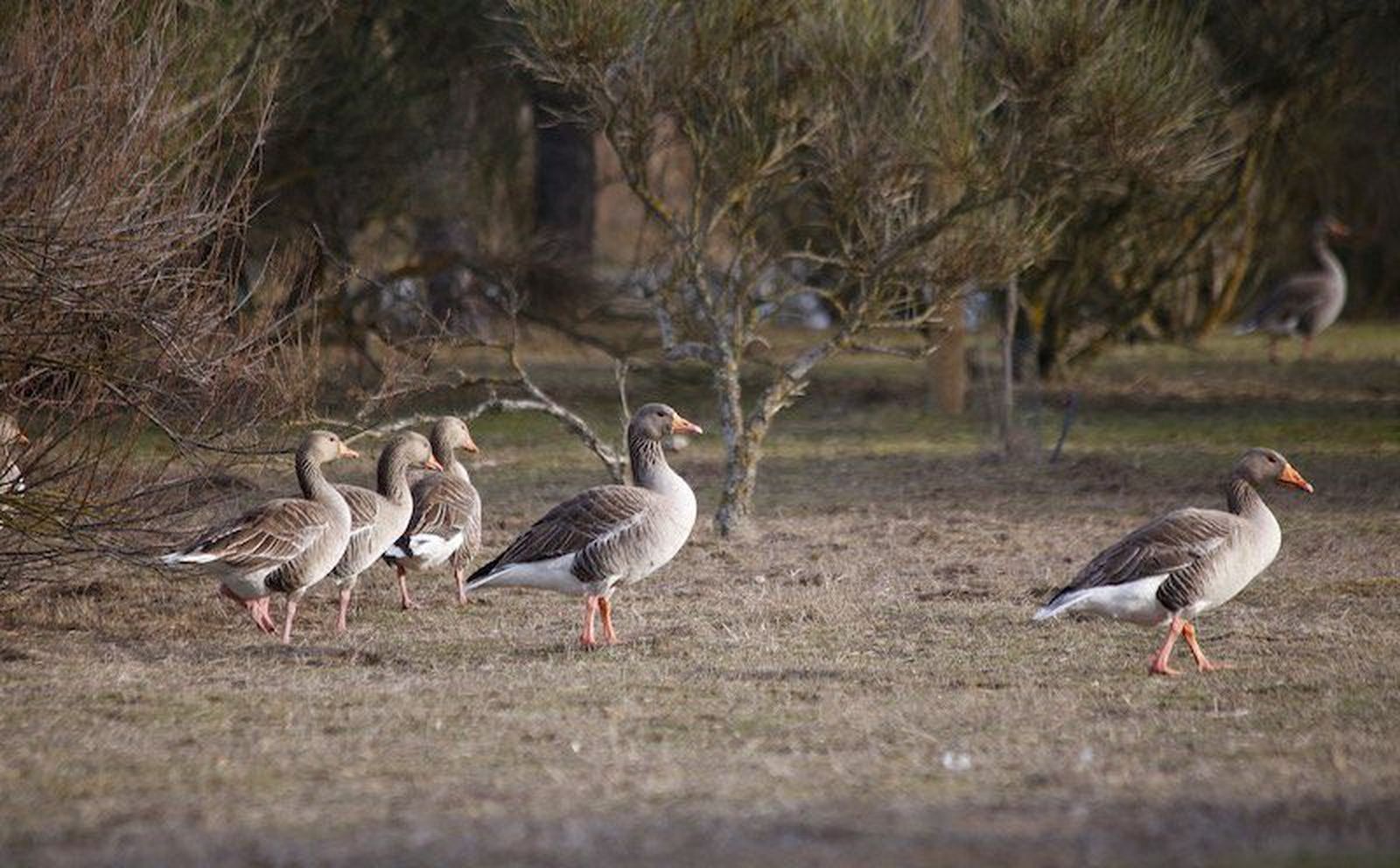 El censo de enero contabilizó más de 5.000 gansos