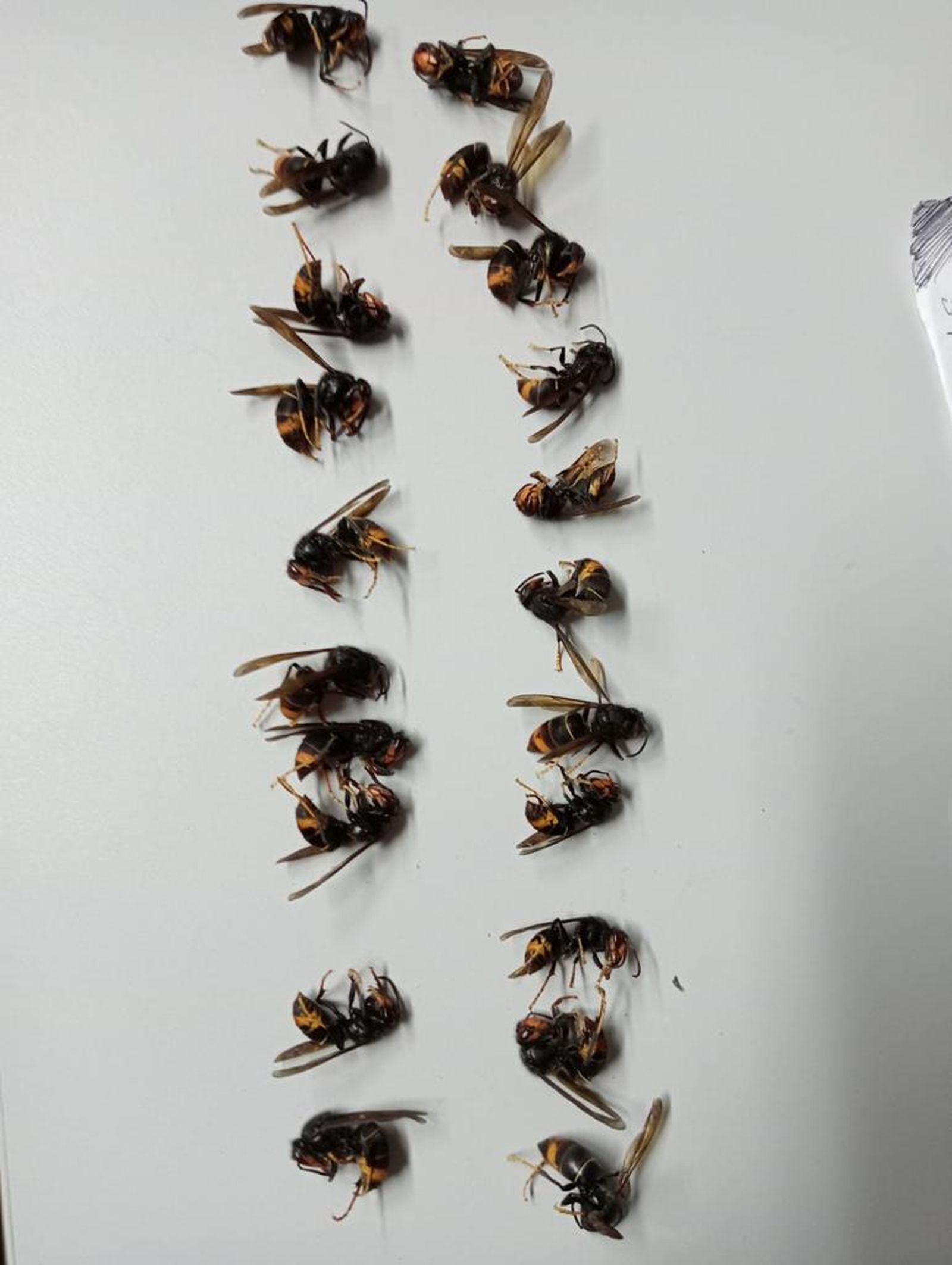 Nido de avispa velutina retirado y eliminado en la provincia de Zamora (2)