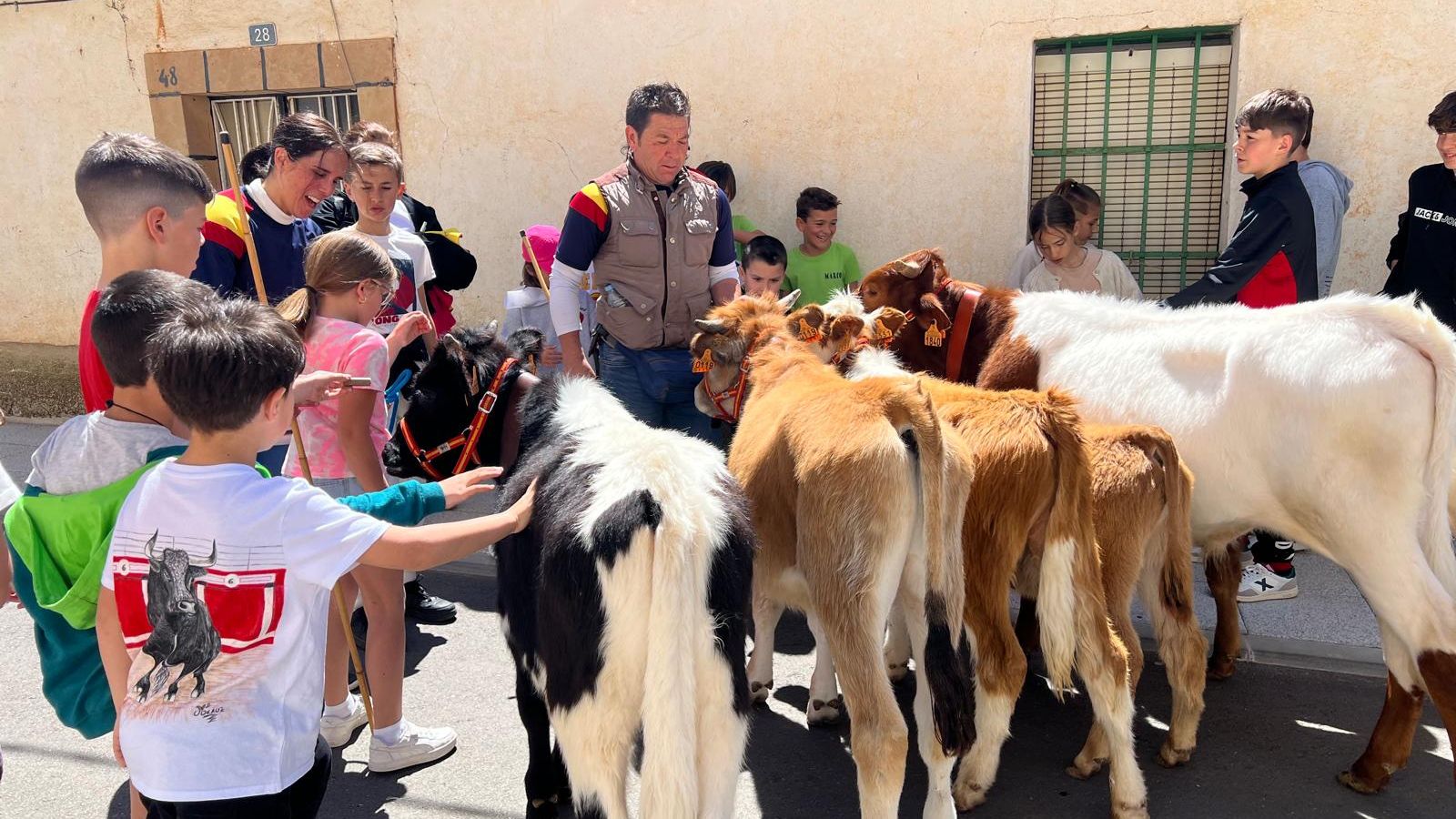 Mini bueyes en las fiestas de Doñinos 2025