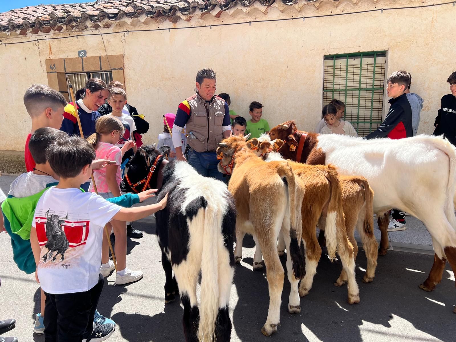 mini-bueyes-en-elas-fiestas-de-doninos-2025-27