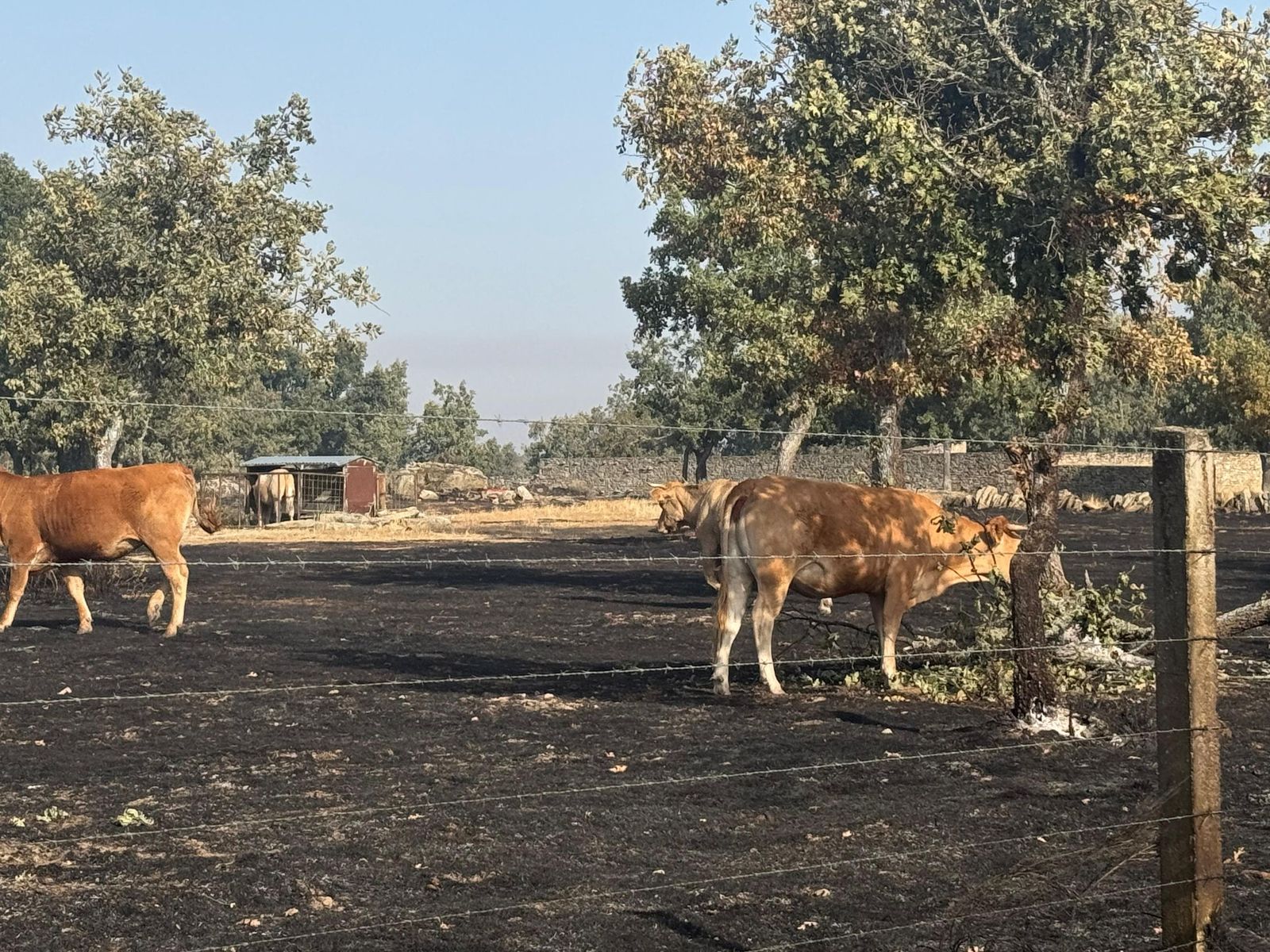 Así han quedado las zonas quemadas de Cipérez