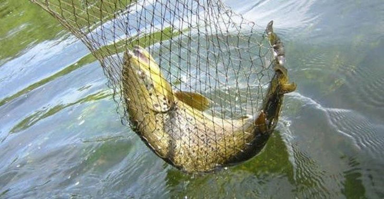 La Junta dará a conocer este viernes la normativa de la temporada de pesca y los accesos a los cotos