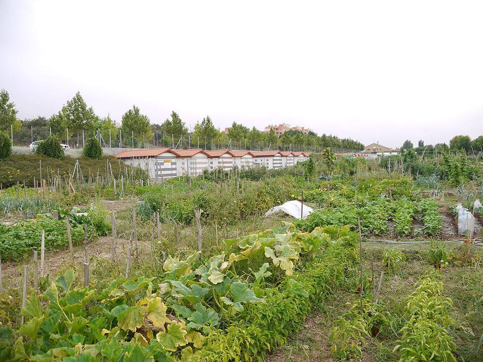 Huertos urbanos en Carbajosa de la Sagrada