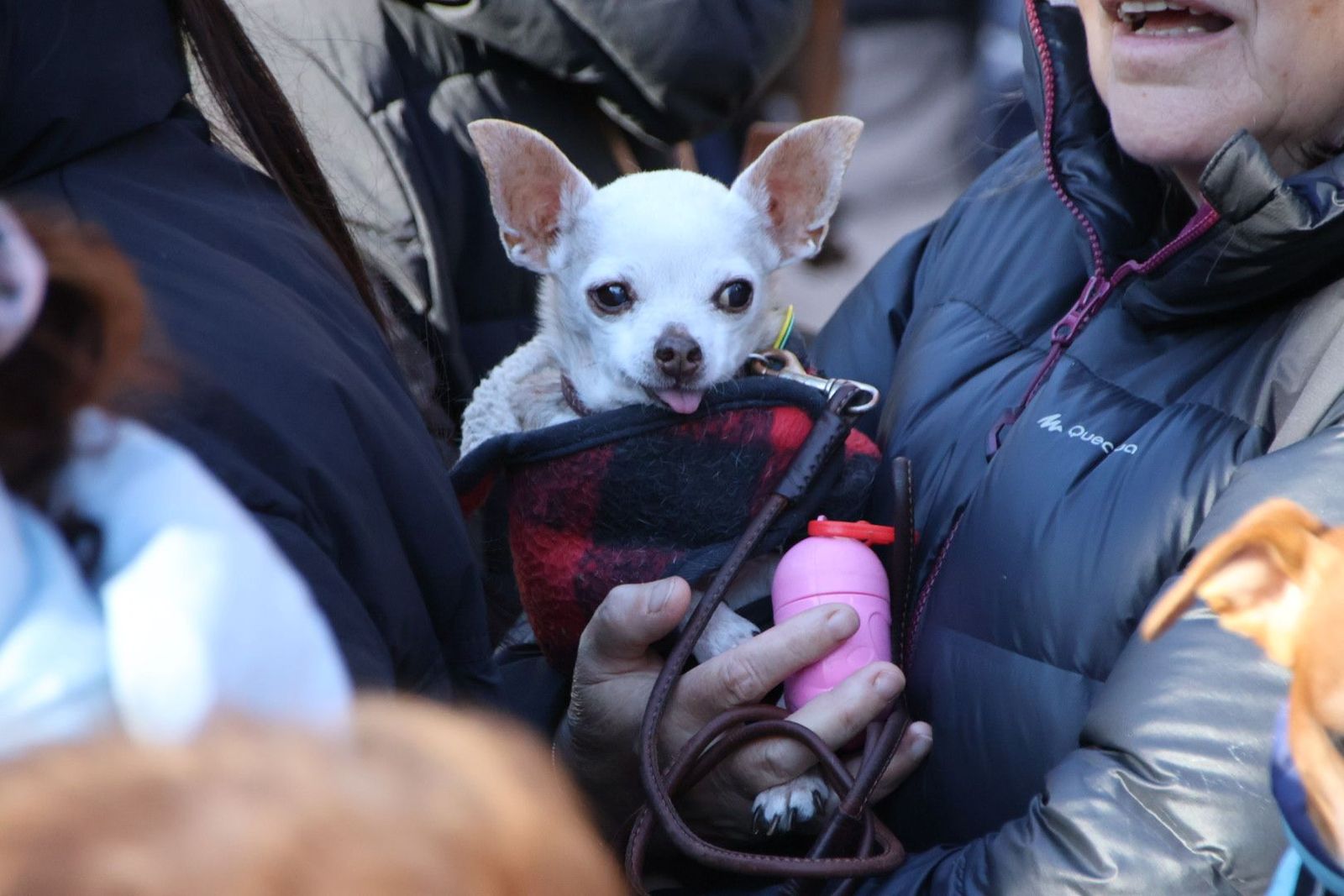 San Antón en el Campo de San Francisco