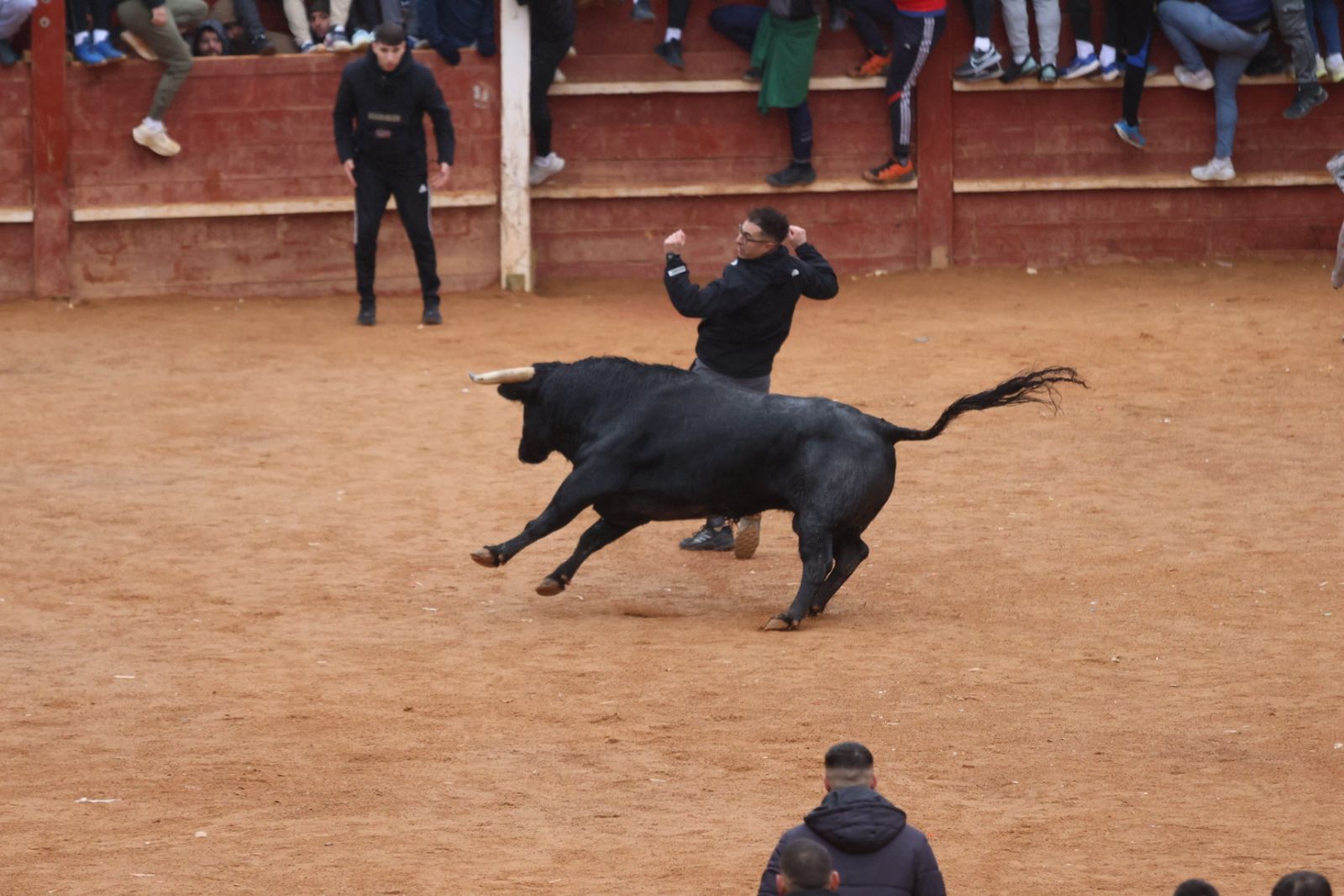 Capea de domingo en el Carnaval del Toro 2026 de Ciudad Rodrigo