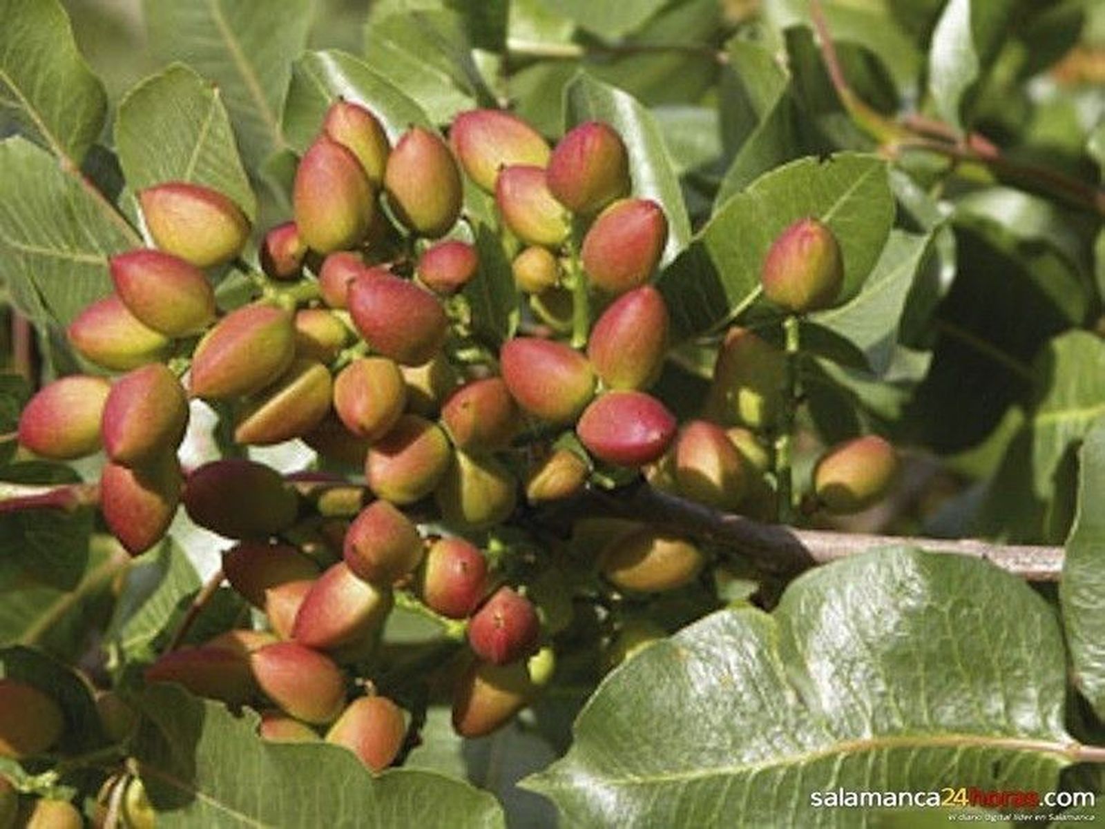 El cultivo del pistacho en la provincia, a debate El cultivo del pistacho en la provincia, a debate